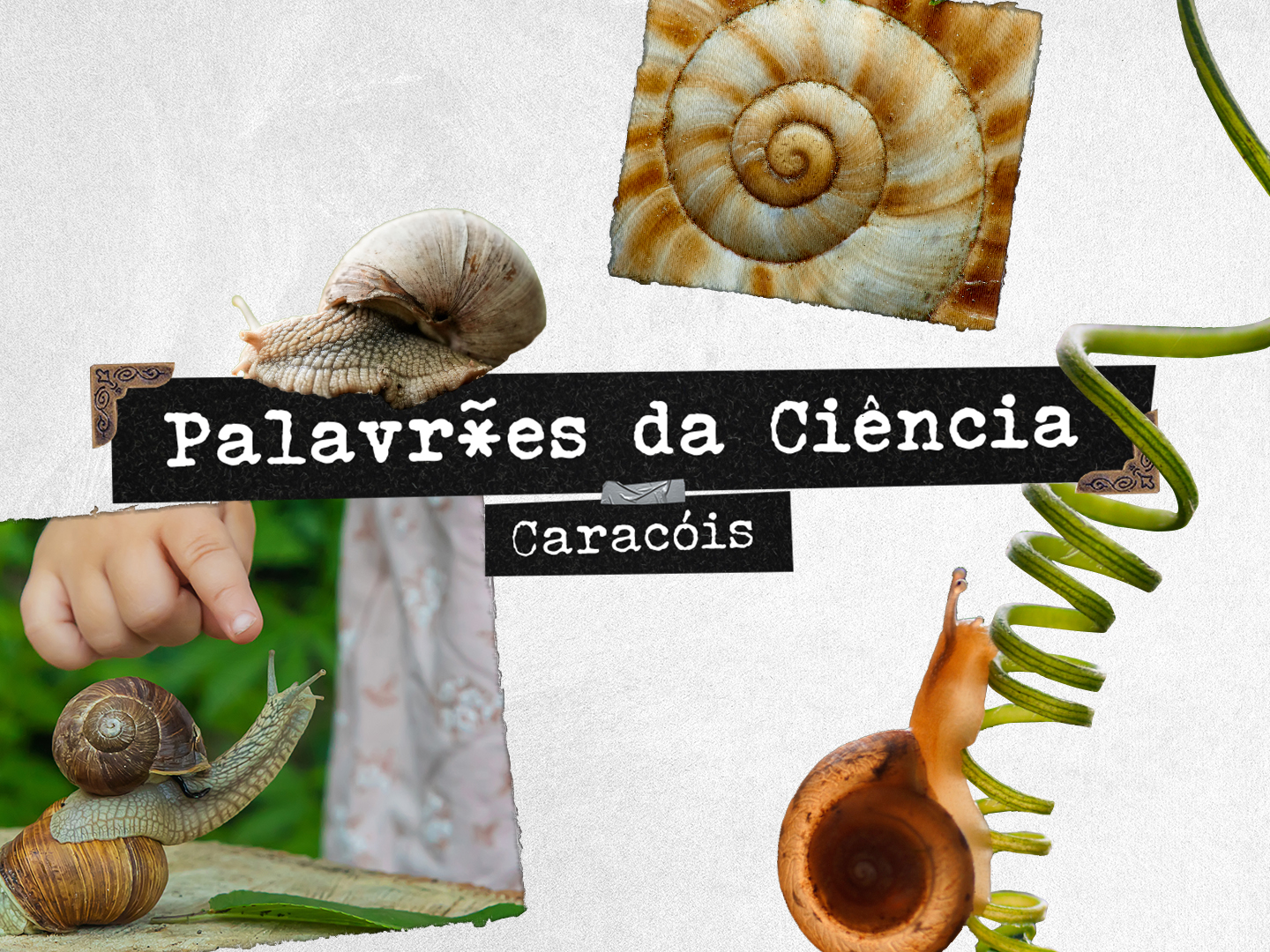 A extraordinária vida dos… caracóis (que em Portugal são mais raros que um panda)!