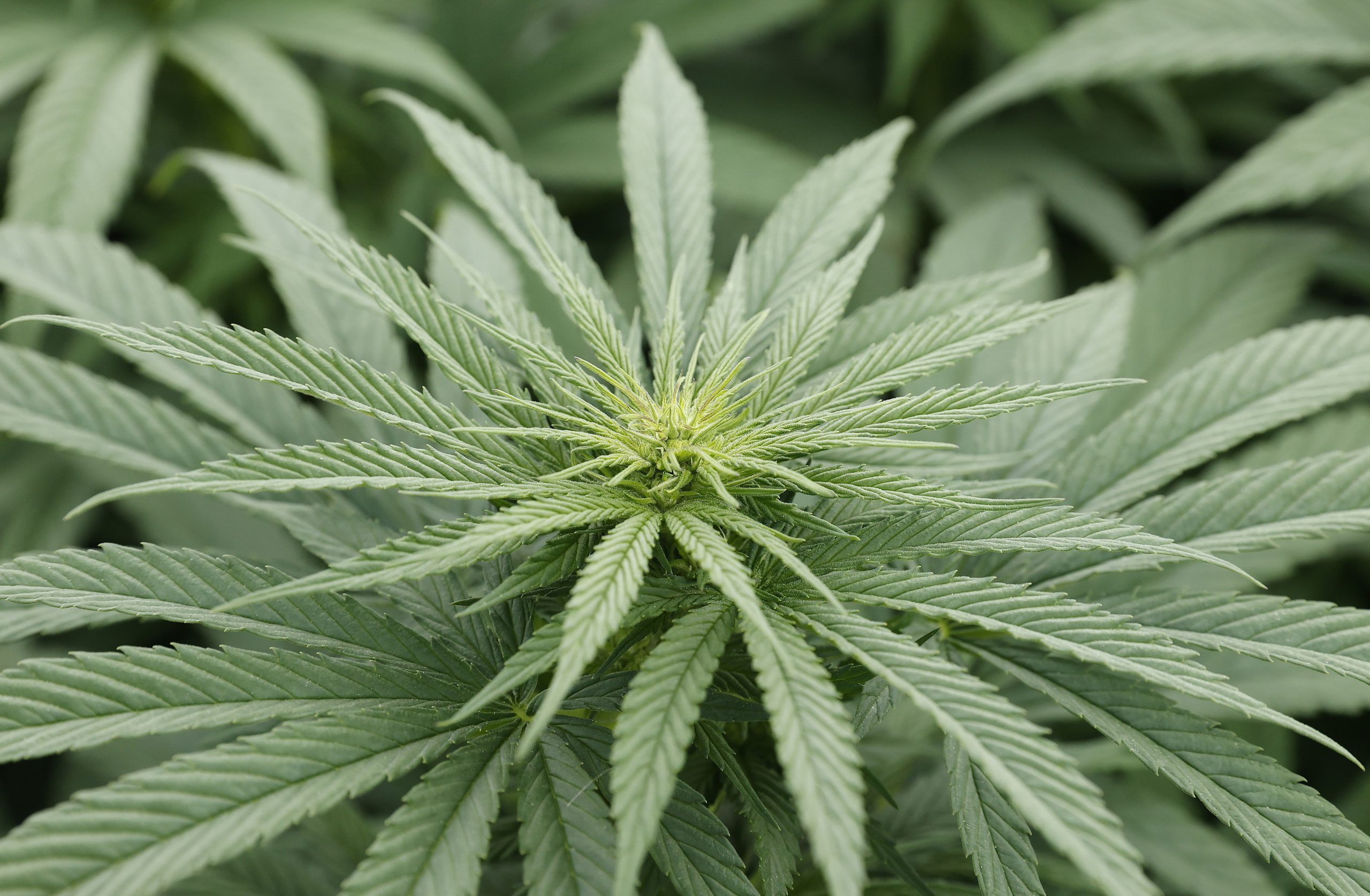 Eurojust ajuda países europeus contra fraude de 645 milhões de euros com plantas de canábis