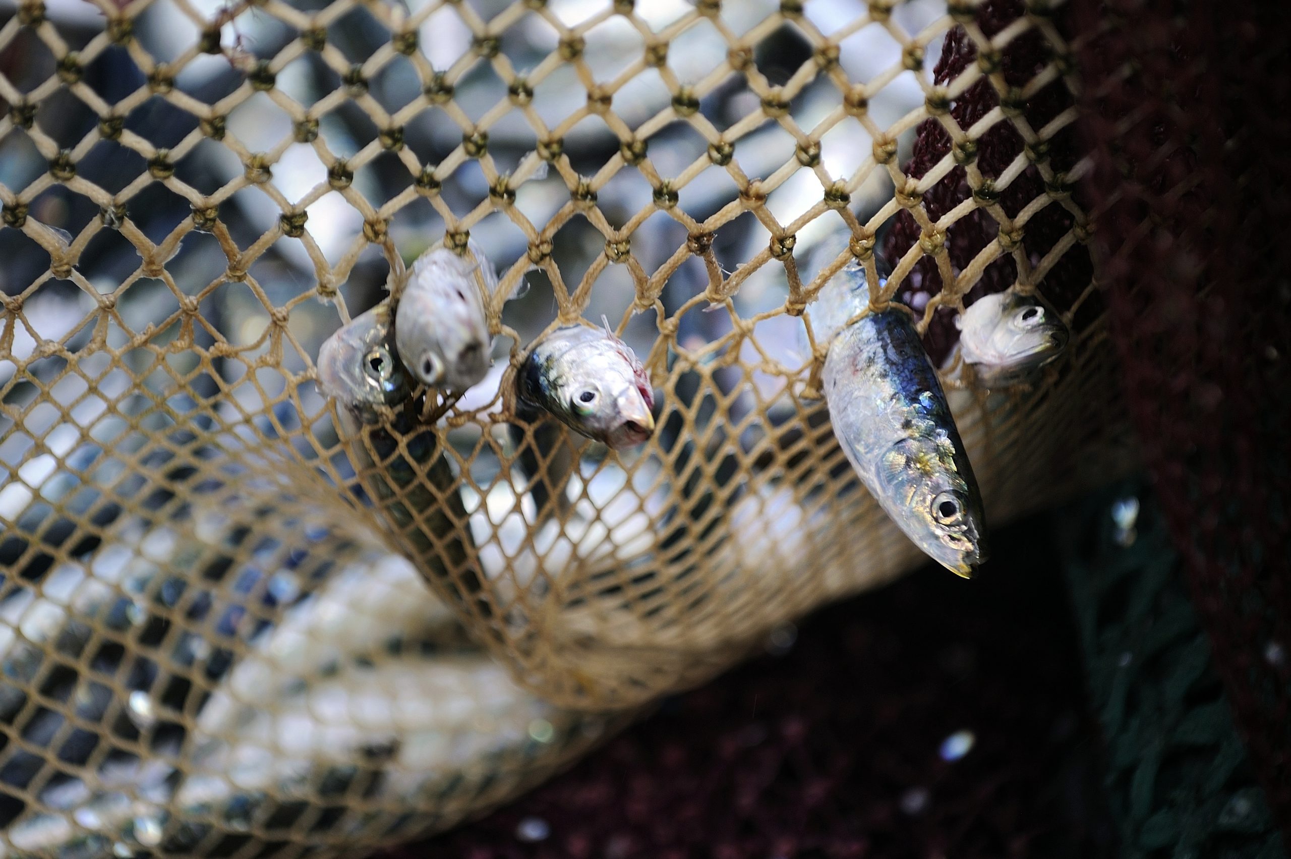 1,200 toneladas de carcaças de sardinha e cavala dão à costa no Japão
