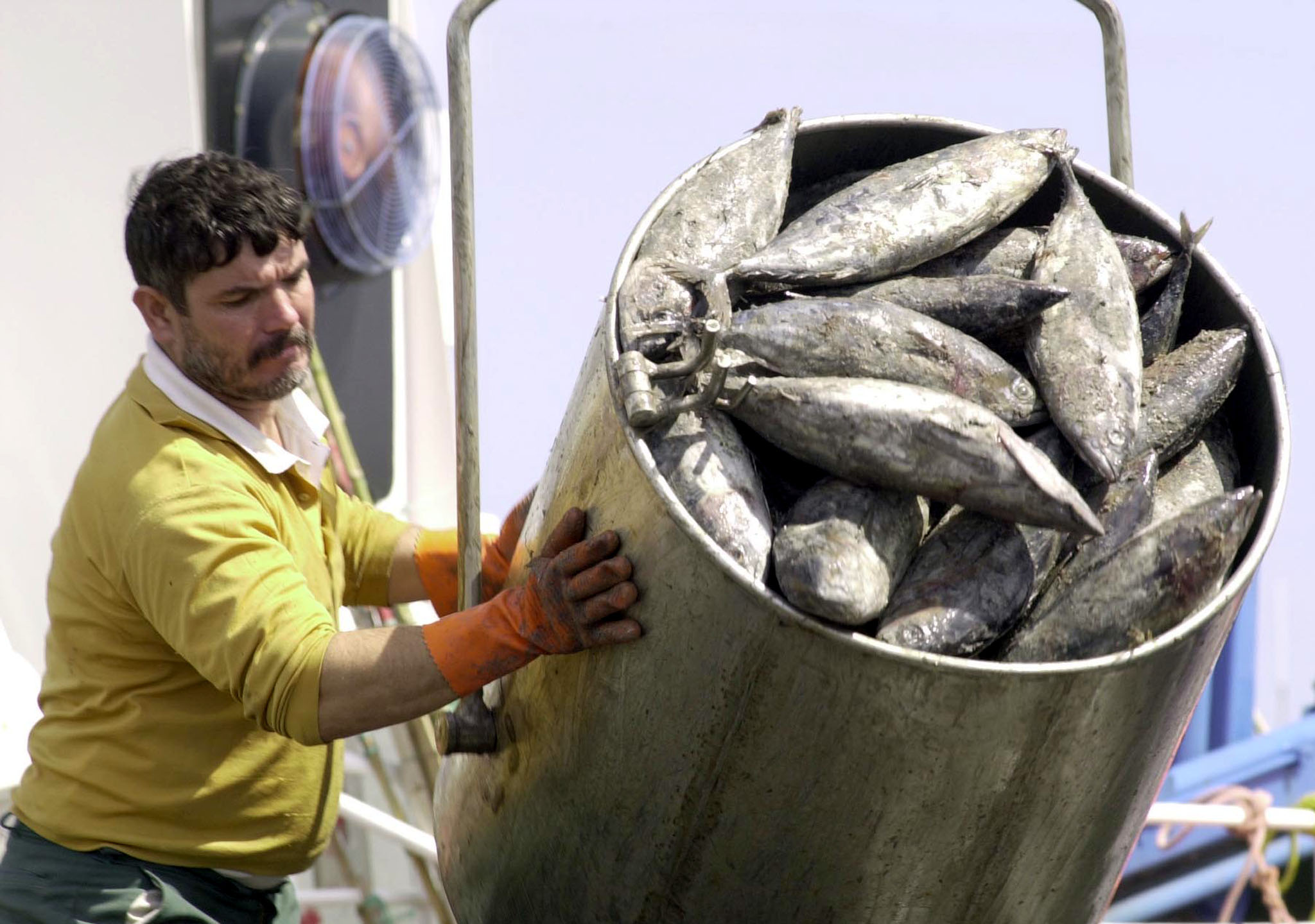 Governo dos Açores restringe quantidades permitidas para capturas do atum patudo