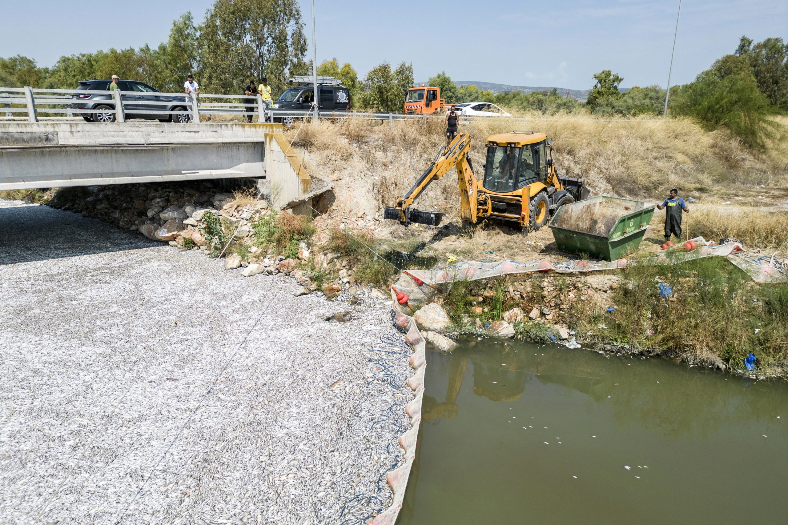 Peixes mortos enchem porto turístico na Grécia. Autoridades já retiraram 40 toneladas