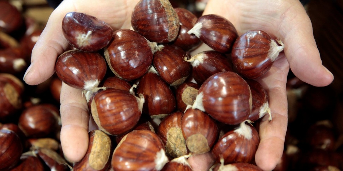 Produção de castanha em Marvão volta a ter quebras com tempo quente e seco