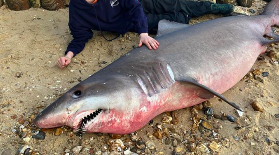 Tubarão raro encontrado numa praia de Hampshire, mas a cabeça e as barbatanas desapareceram