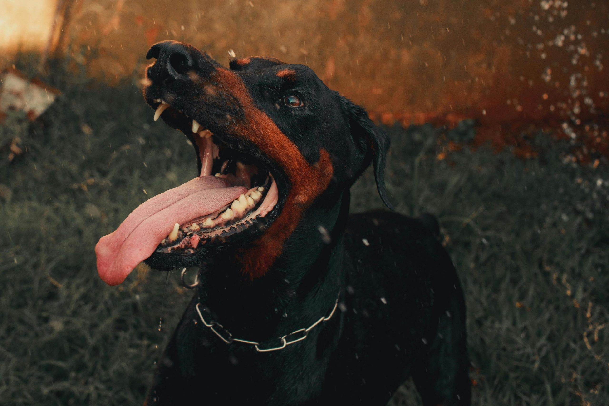 “Cão assassino” em condomínio de Gaia: terror para adultos e crianças leva moradores a considerar mudar de casa