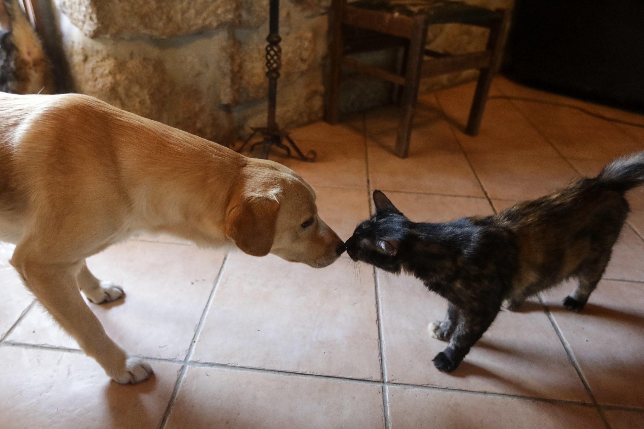 Maputo vai vacinar dois mil cães e gatos contra a raiva