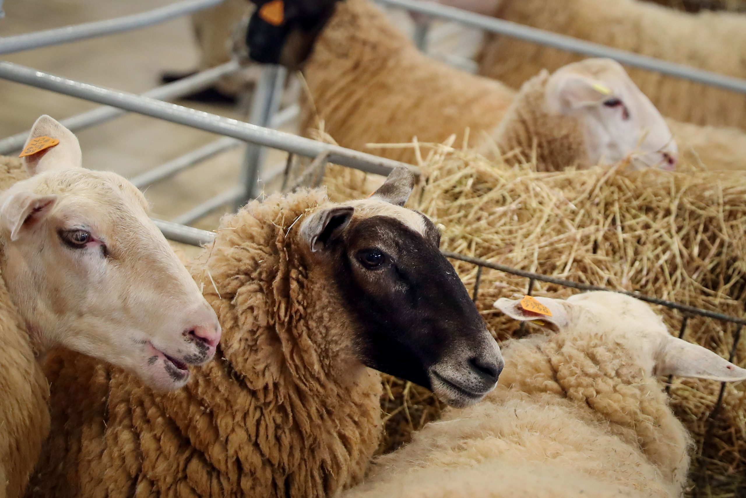 Feira Ovibeja começa na quinta-feira com expetativas de ser “das maiores de sempre”