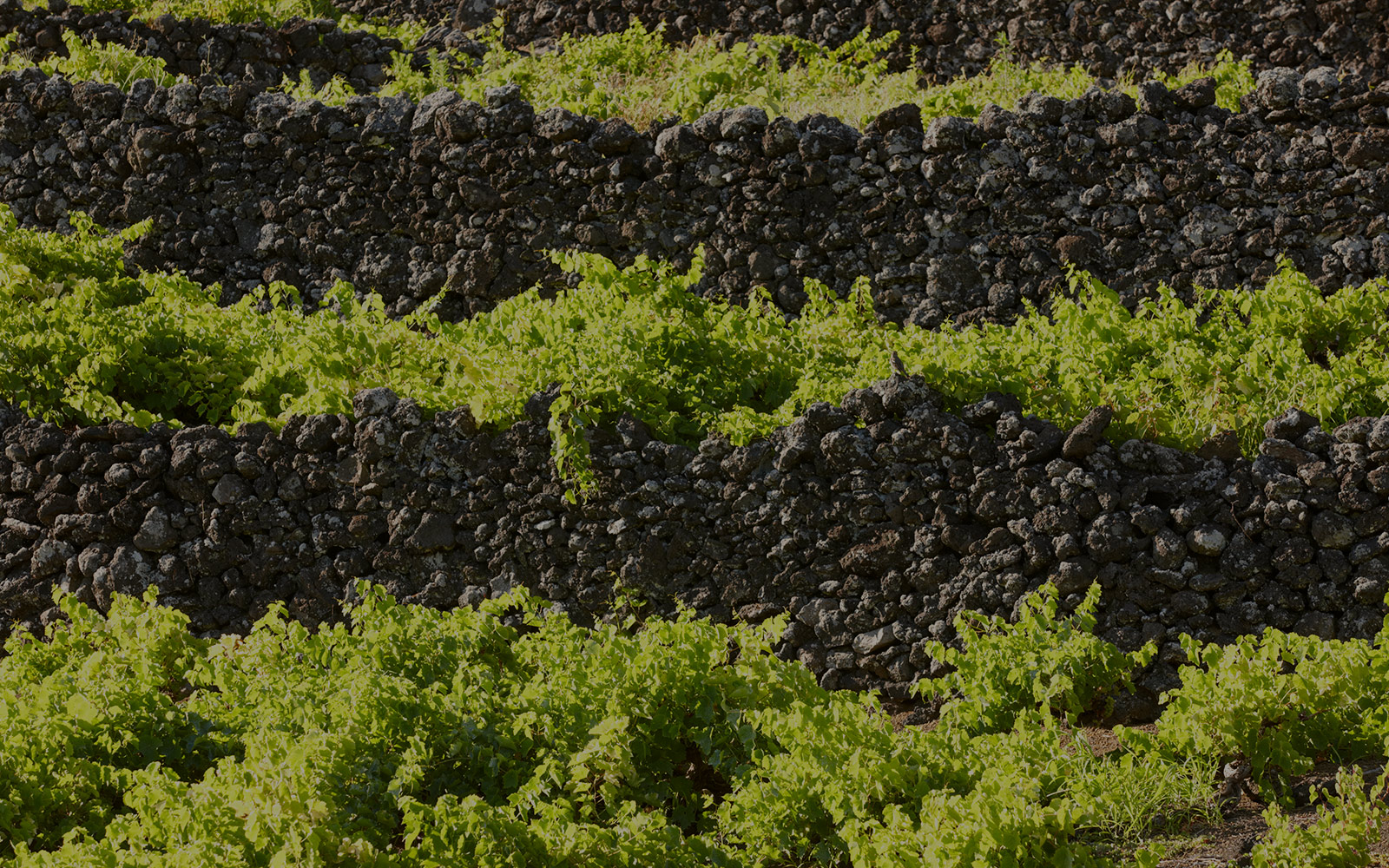 Produção de vinho nos Açores vai quadruplicar em cinco anos para um milhão de litros