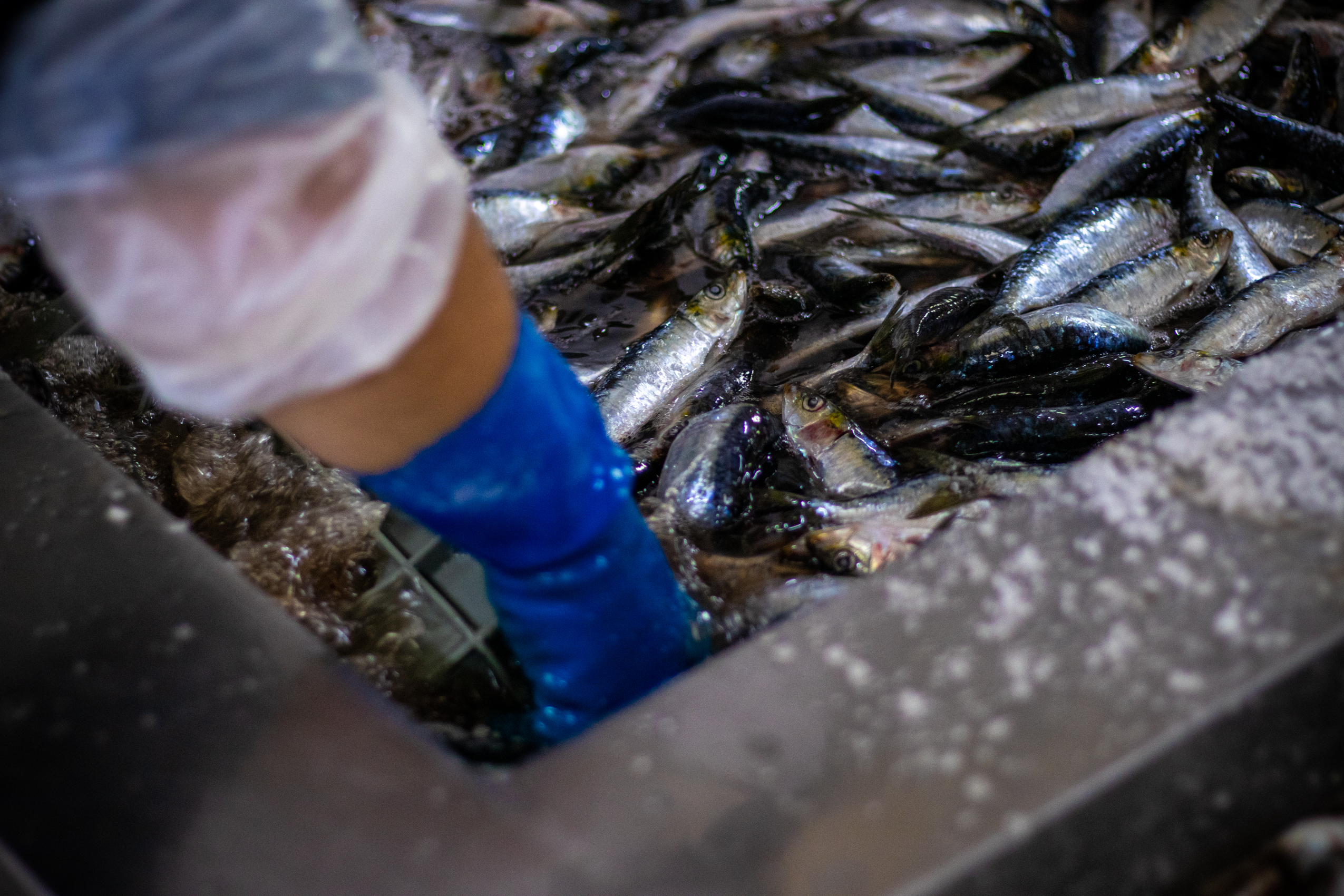 Há novos limites para a pesca da sardinha a partir de segunda-feira