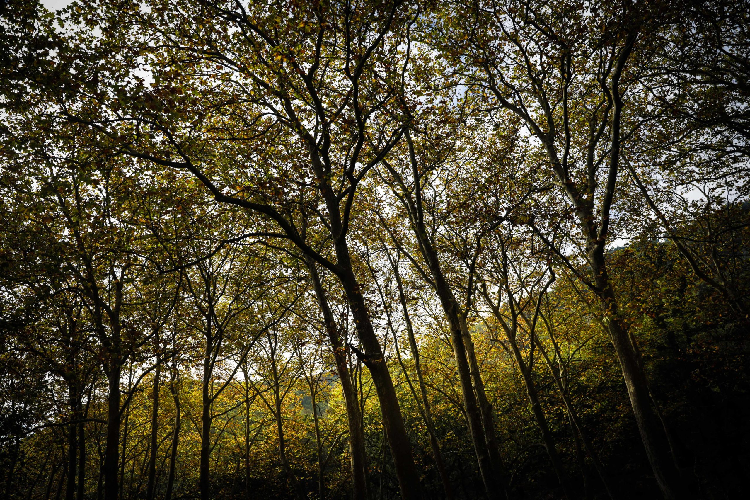 Dia Internacional das Florestas com sensibilização e plantação de árvores