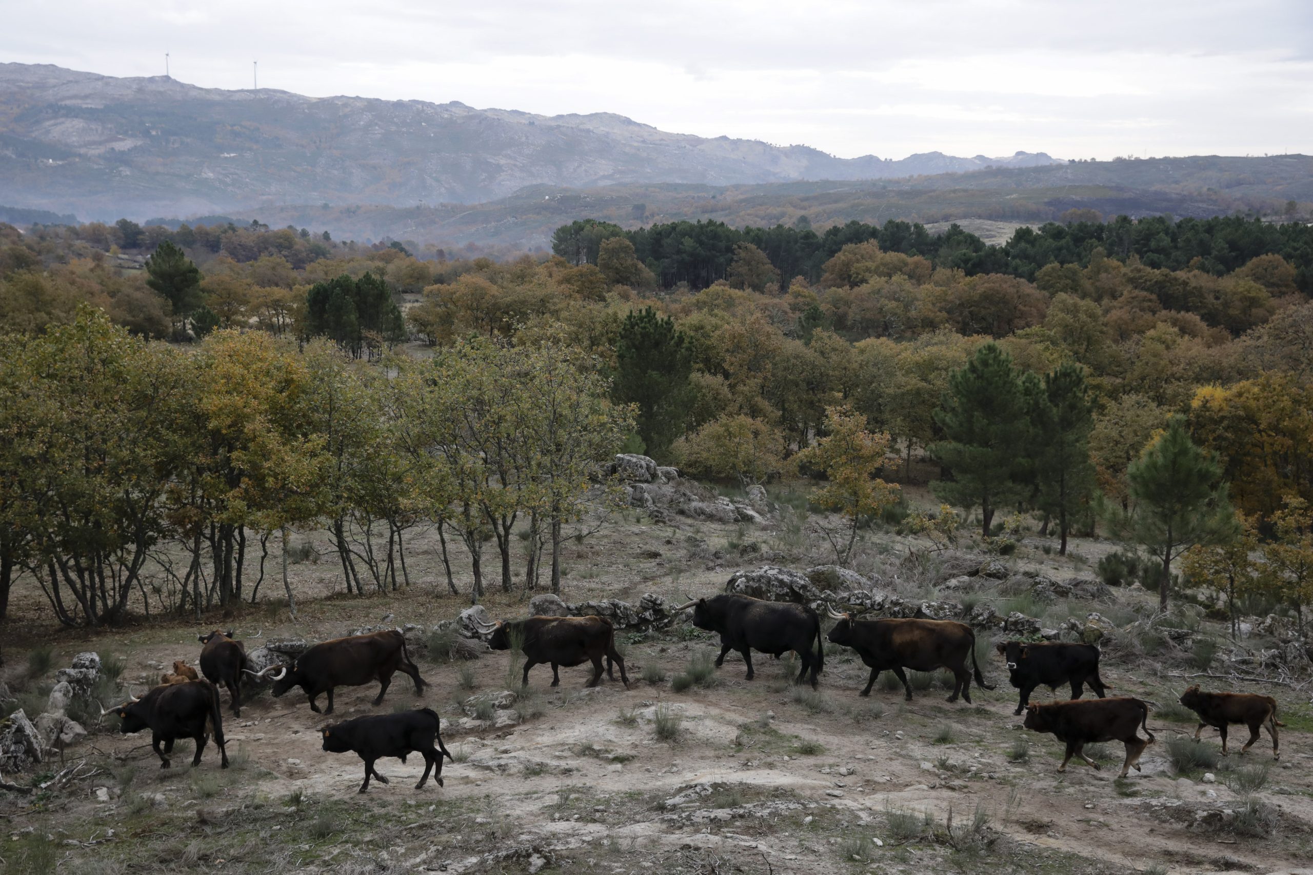 Seca: Bragança quer construir charcas e barragens para armazenar água