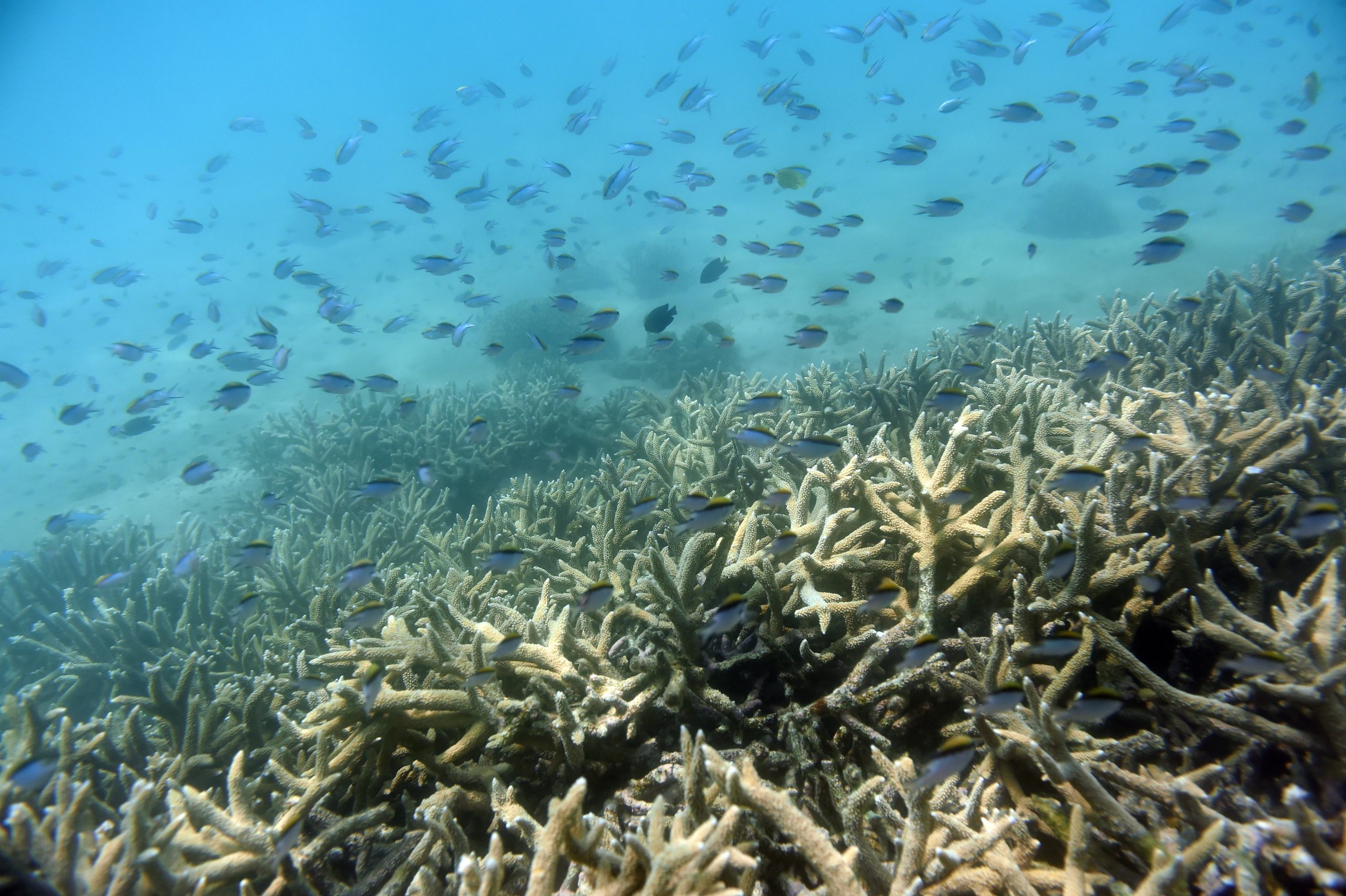 Austrália vai pressionar contra inclusão da Grande Barreira de Coral em lista do Património Mundial em perigo