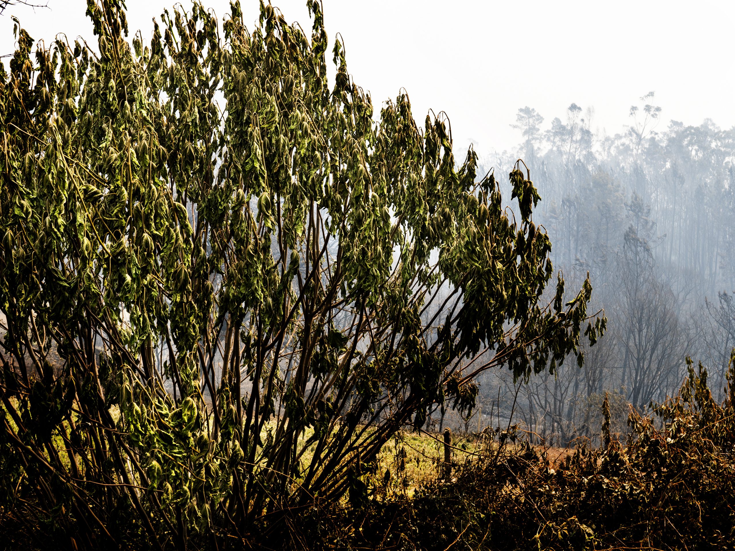 Câmara da Guarda investe 1,4 milhões em Plano de Proteção da Floresta