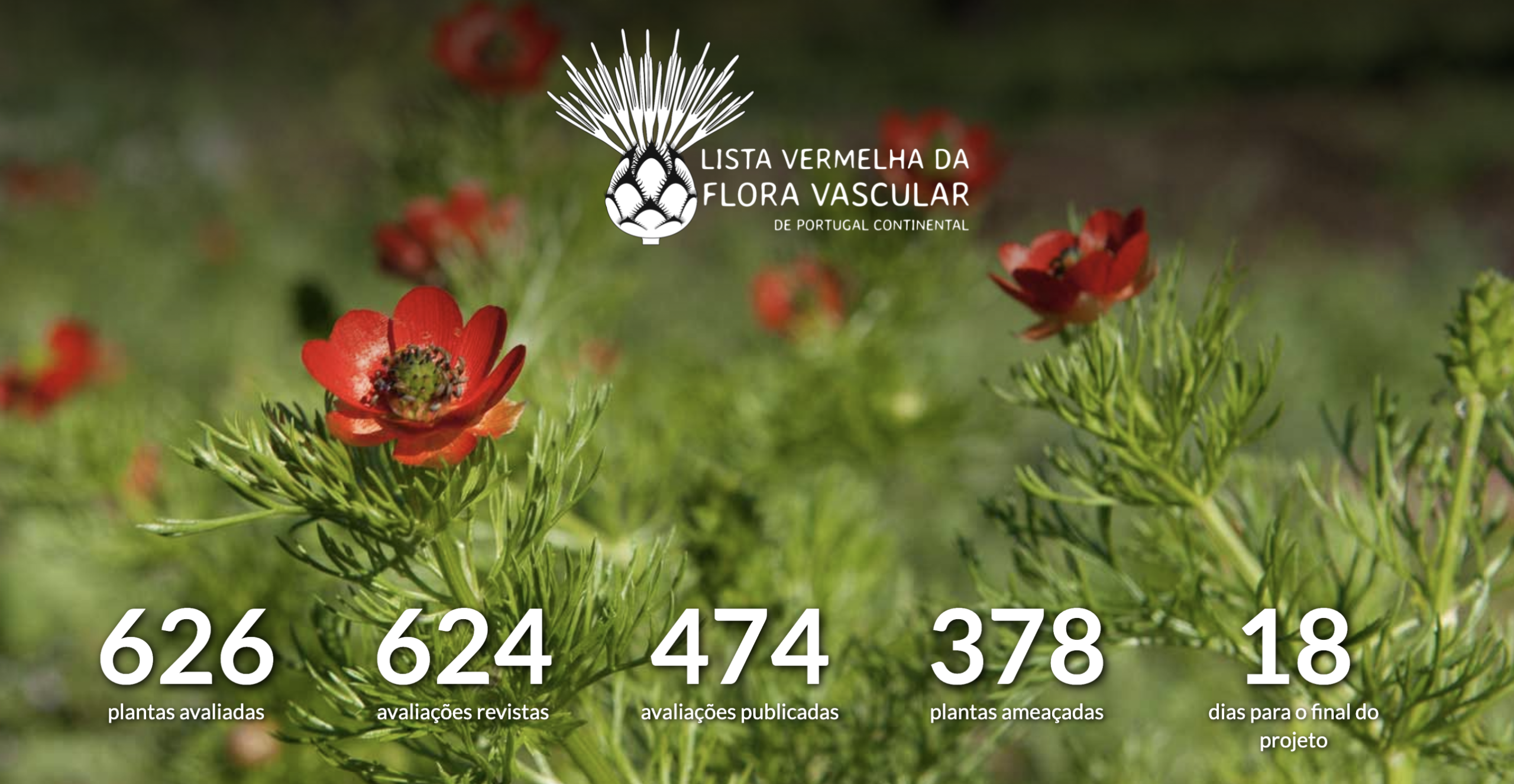 Mais de metade das plantas endémicas de Portugal continental está ameaçada de extinção