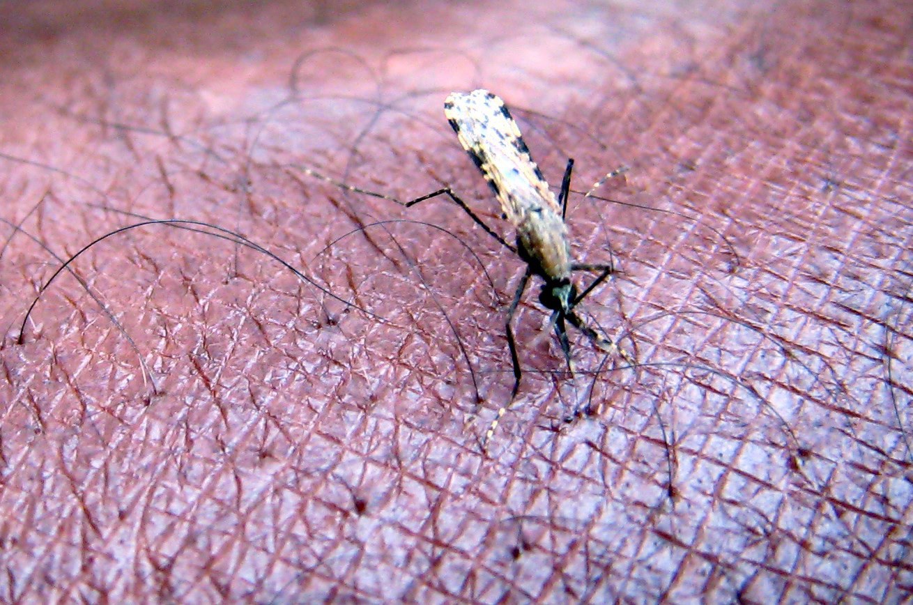 Investigadores em Portugal fazem descoberta sobre mecanismos de defesa do parasita da malária