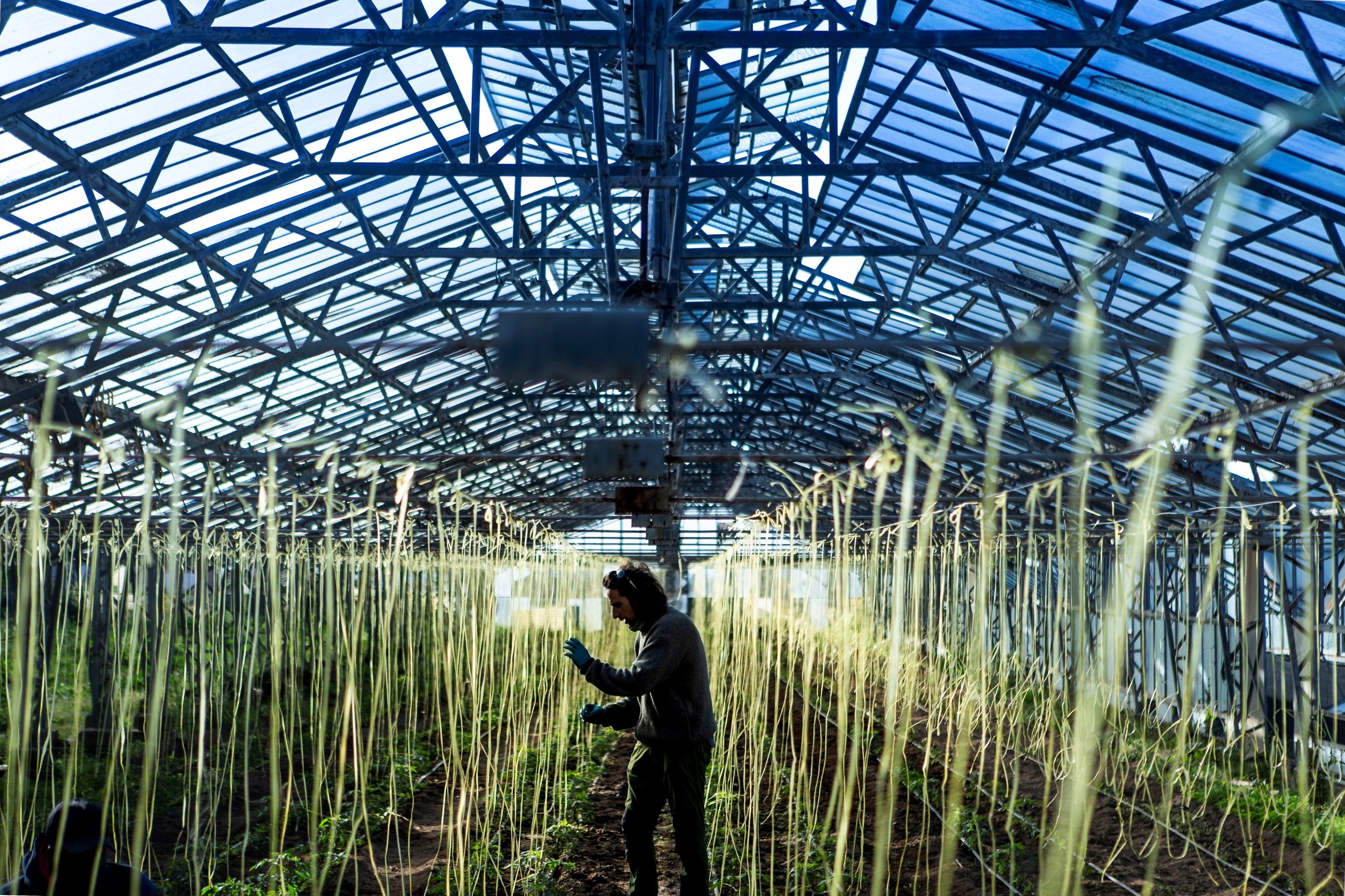 Explorações de agricultura biológica mais do que triplicam numa década