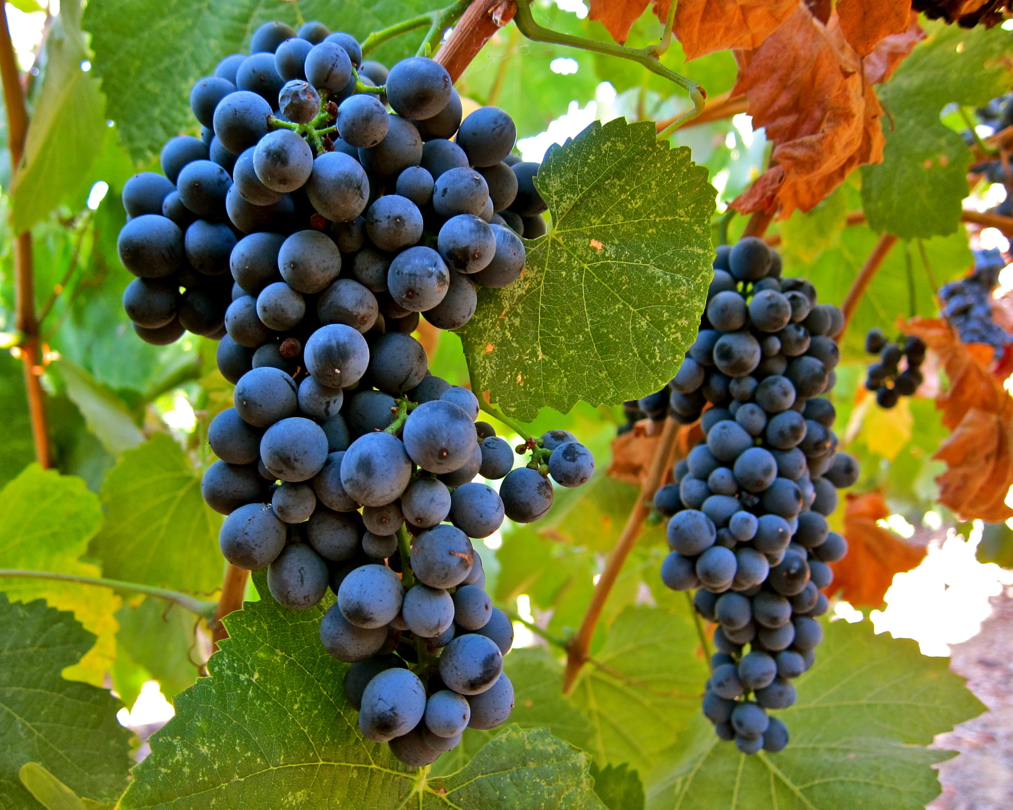 Aqui foi Natal: Surpresa! Vinhos portugueses entre os melhores do mundo