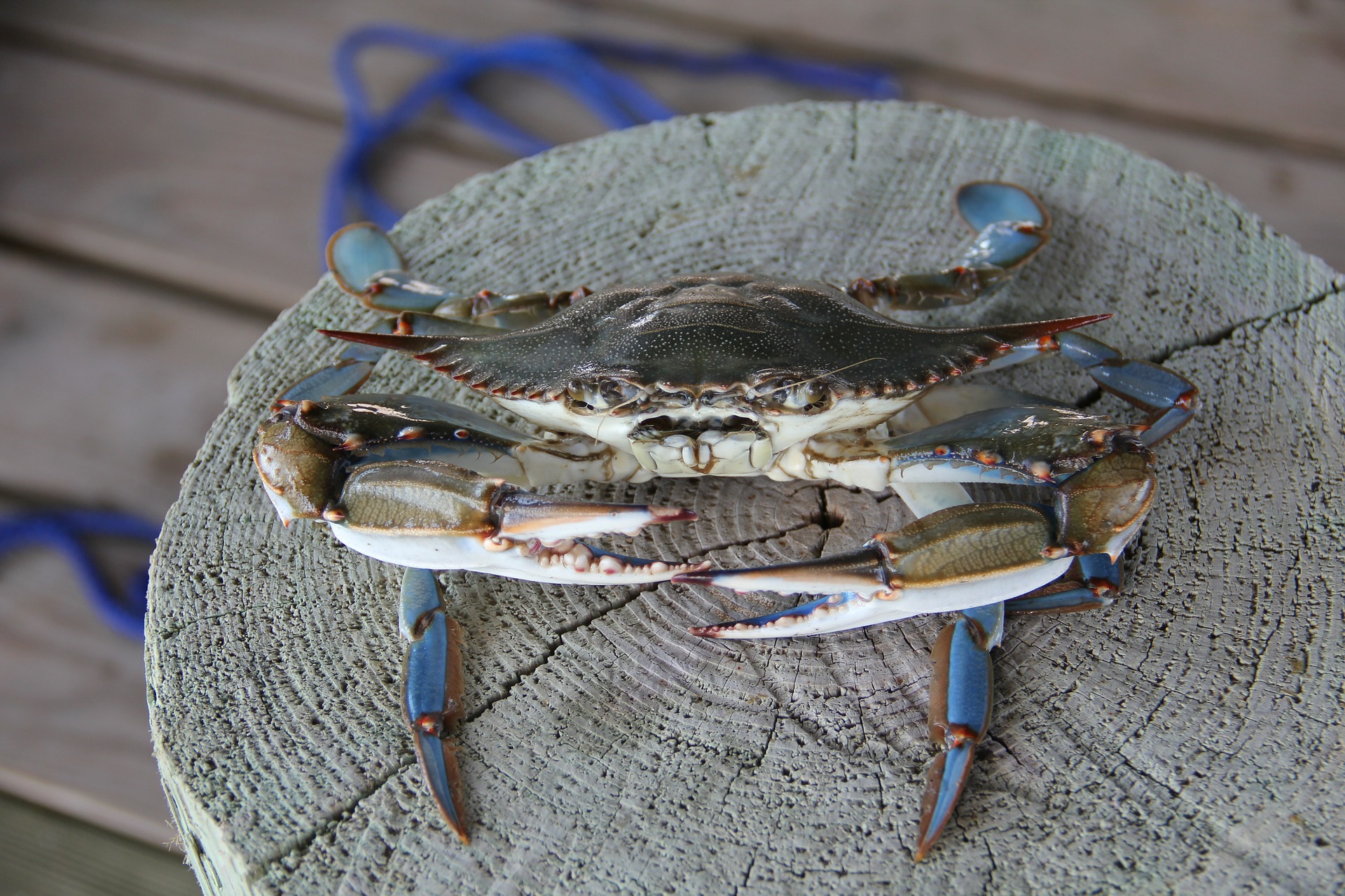 Caranguejo azul nativo da América do Norte descoberto no estuário do Guadiana