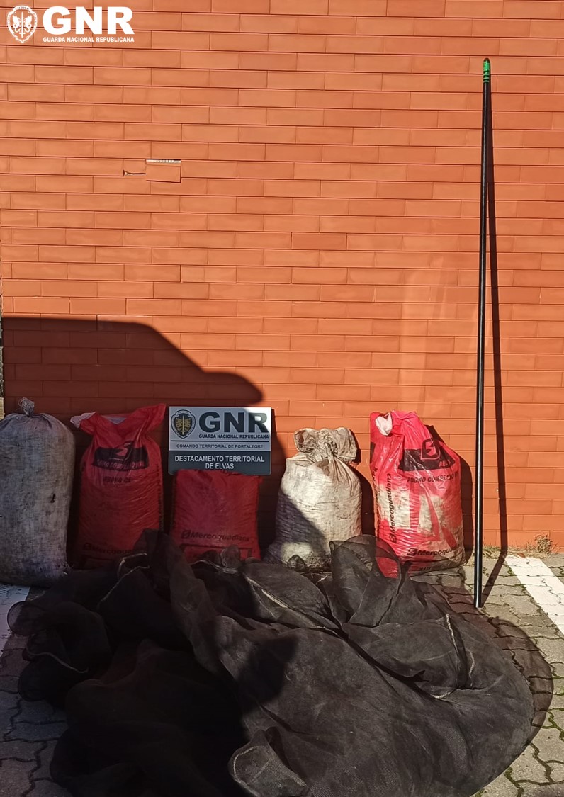 GNR detém dois suspeitos por furto de azeitona em Campo Maior
