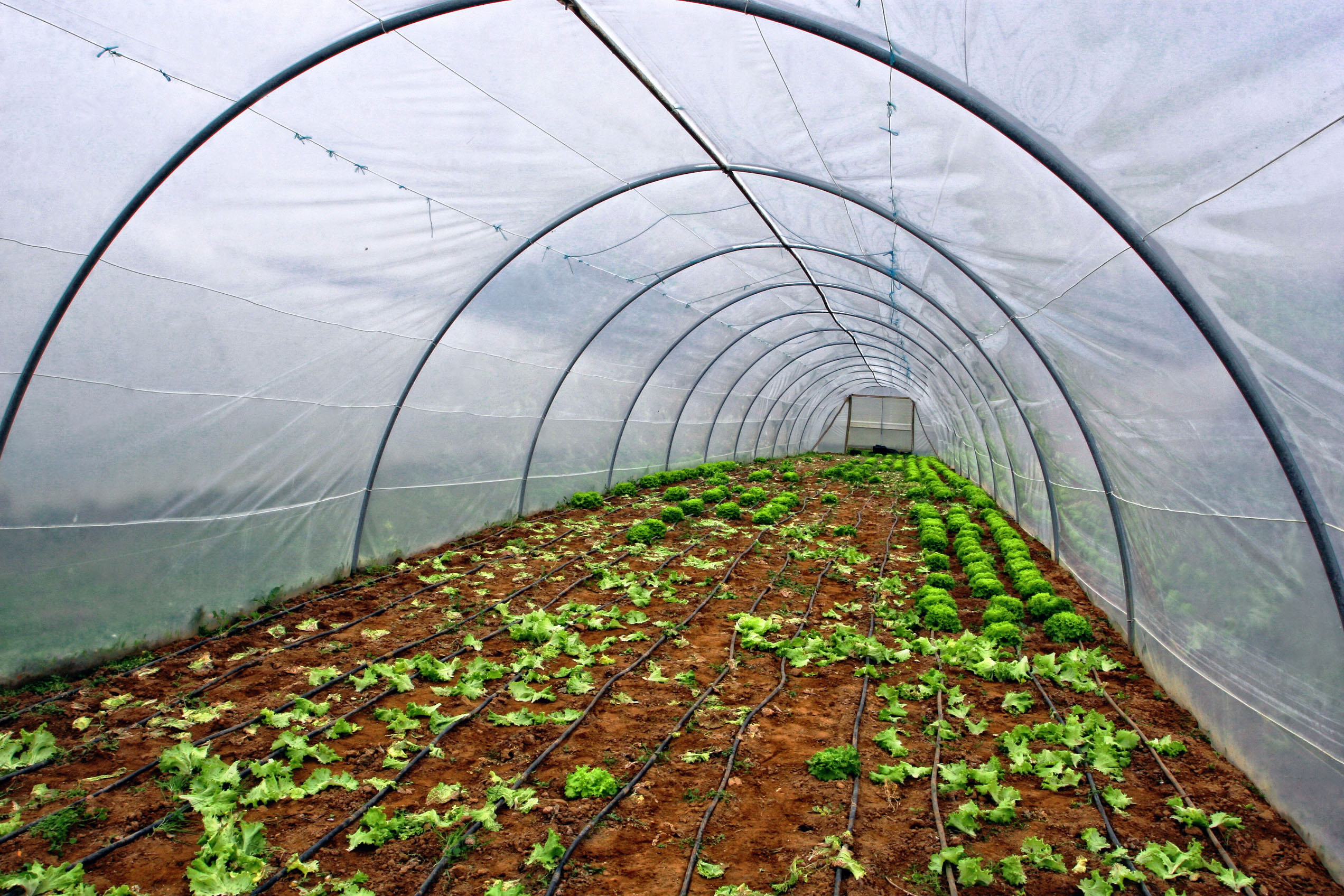 Bruxelas quer simplificar regras da política agrícola comum após 2020