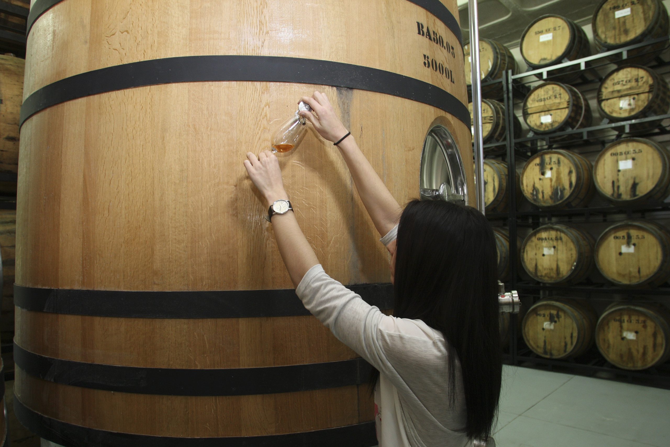 Centenas de estrangeiros em vindima da Festa do Vinho da Madeira