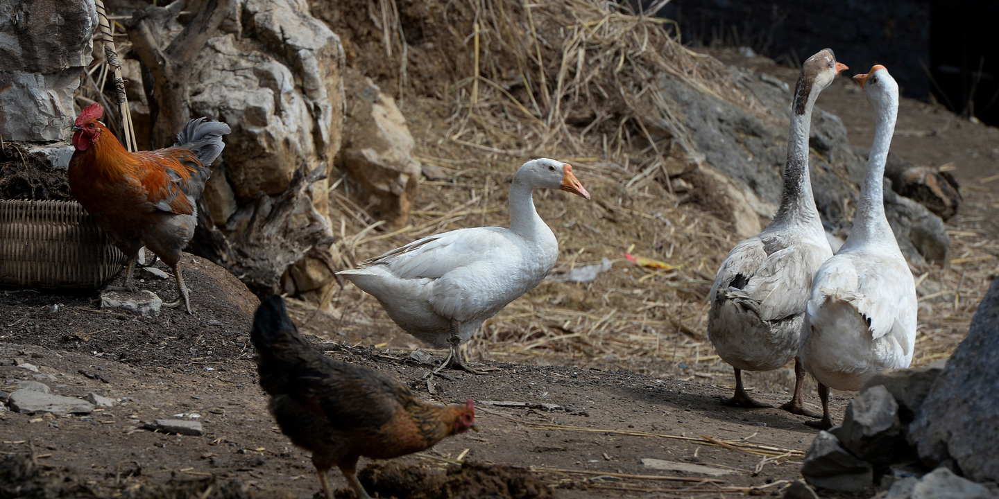 EUA registam primeiro caso de Gripe das Aves sem contato direto com animais