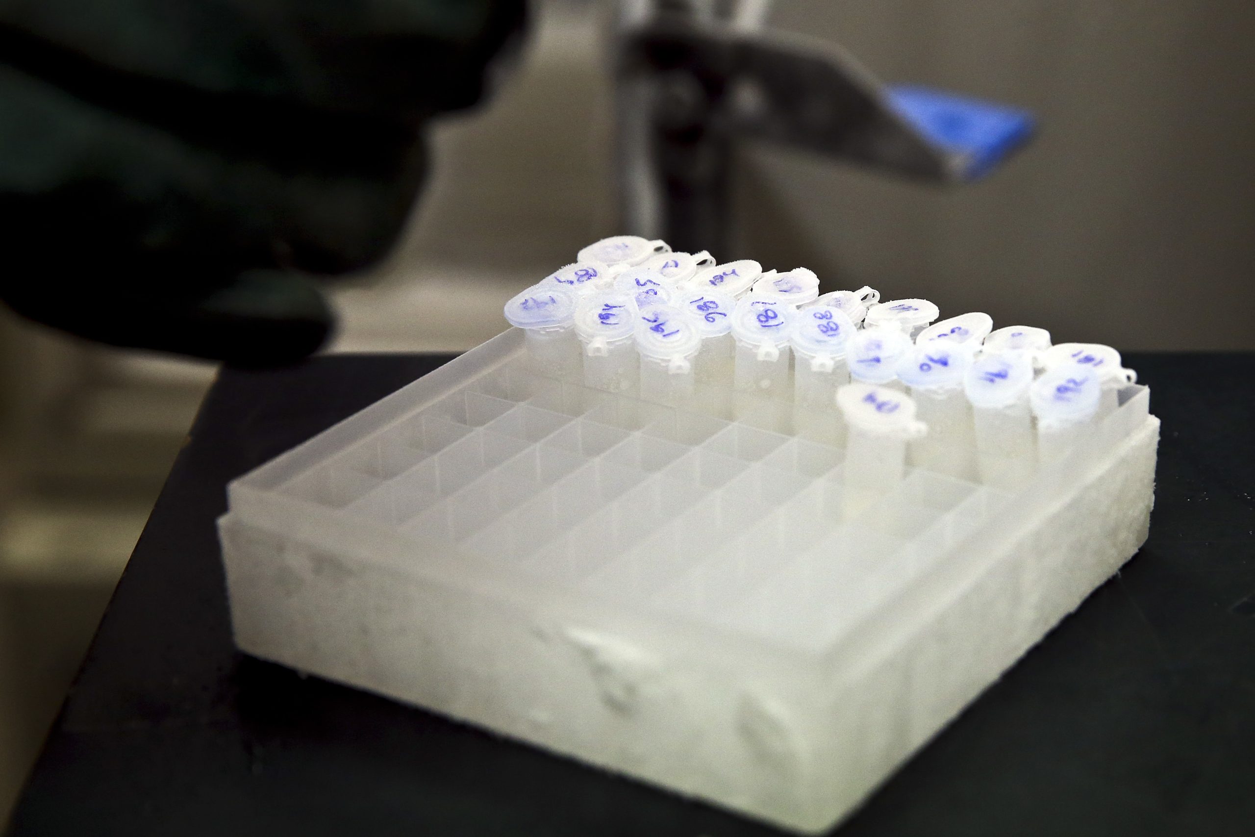 Análises detetam bactéria legionella em balneários do Estádio Universitário de Lisboa