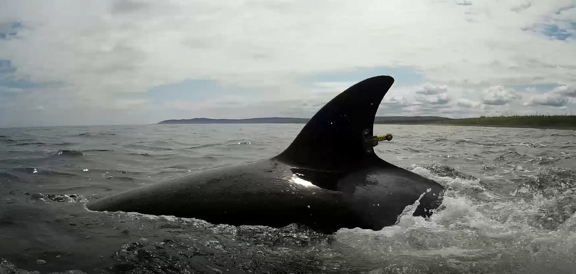 Tripulantes socorridos de veleiro após interação com orcas ao largo de Sintra