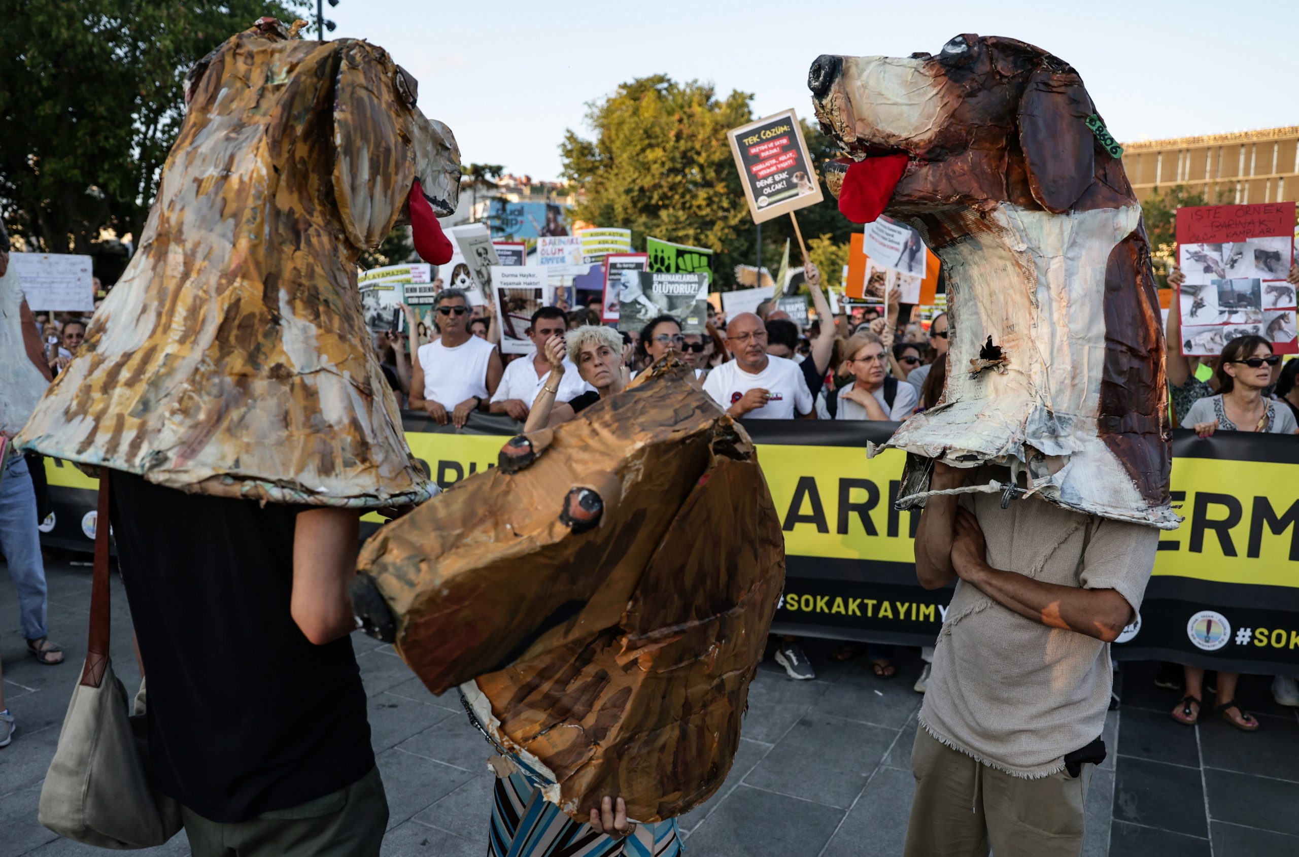 Turquia quer eutanasiar animais vadios e os ativistas saíram à rua. Veja as fotos