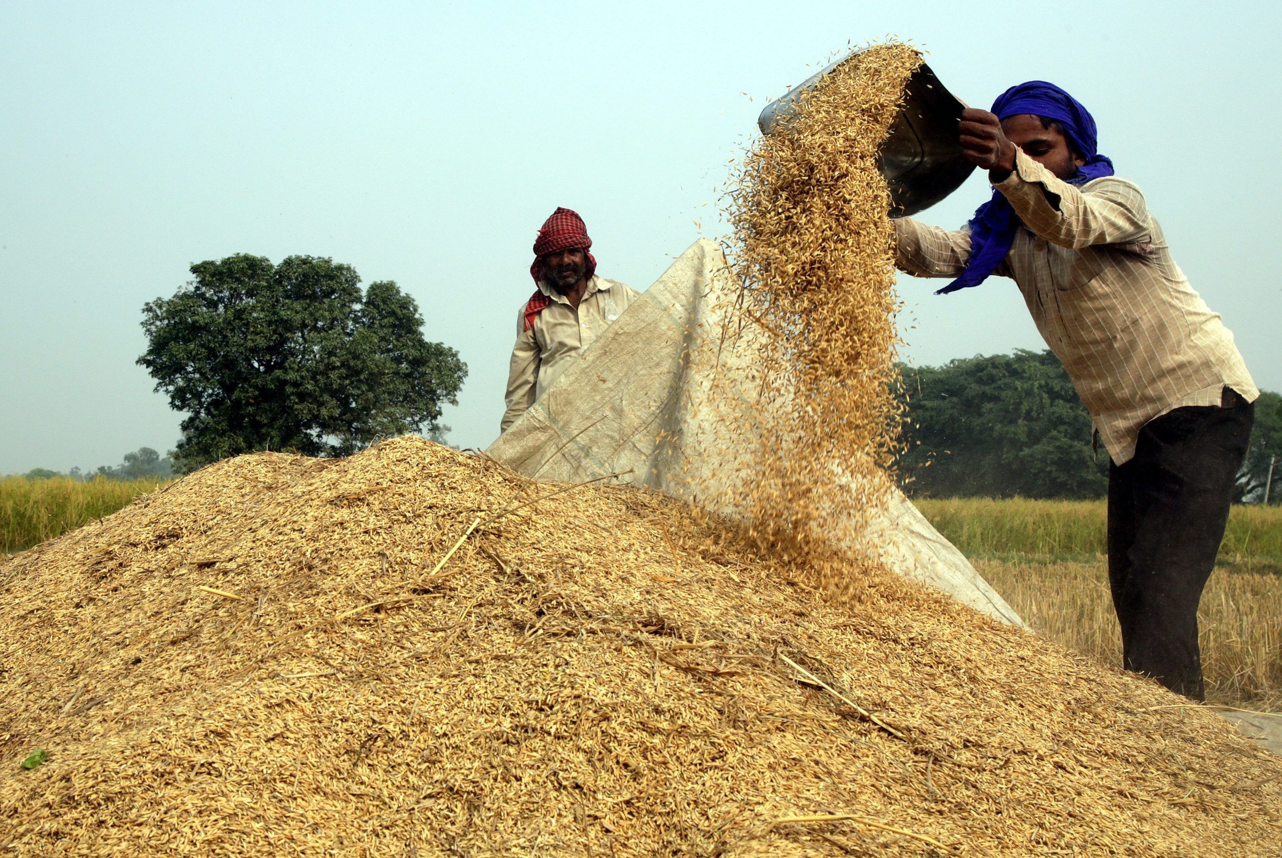 Índia aperta restrições à exportação de arroz para controlar preços internos