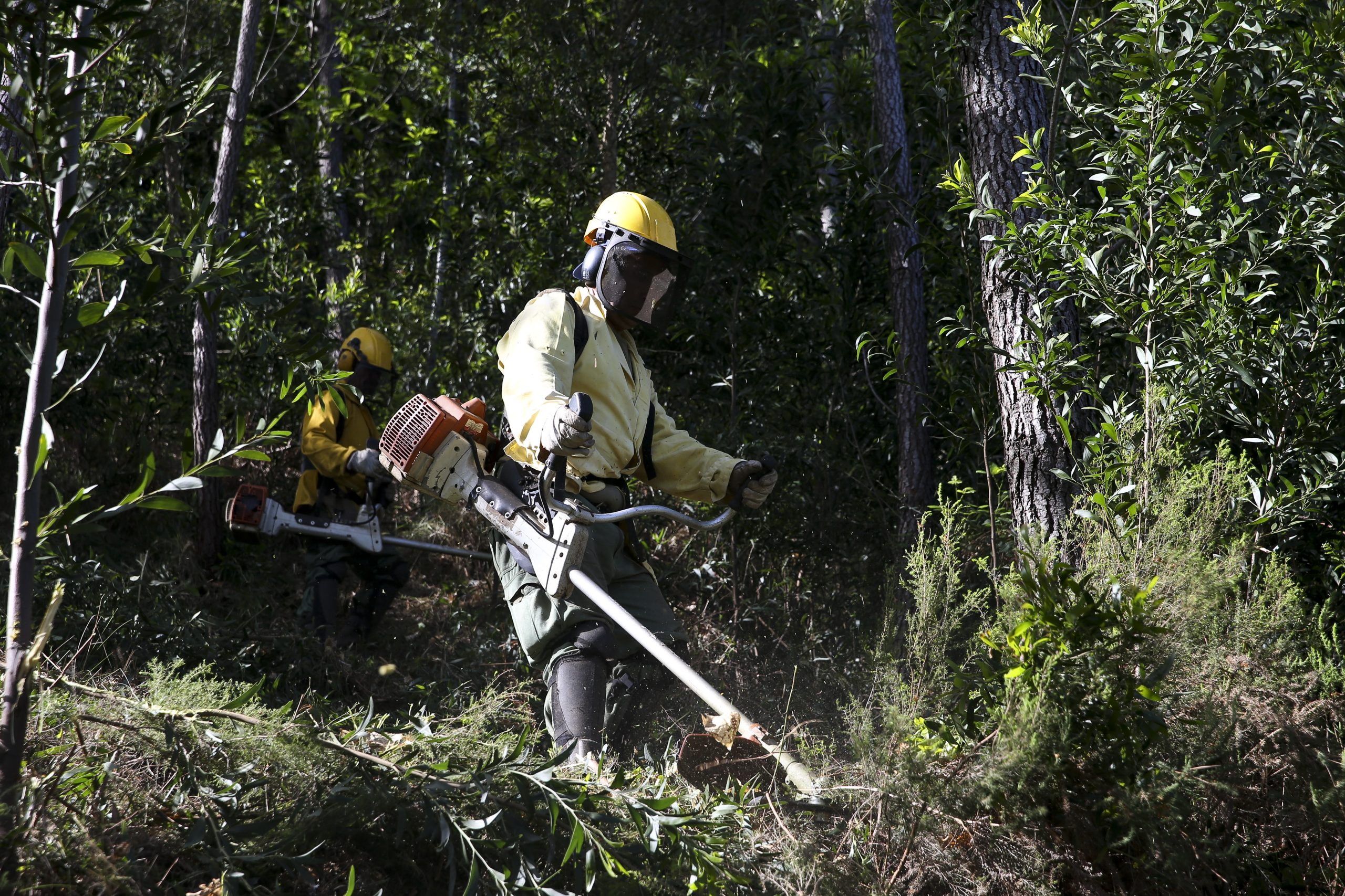 Incêndios: Especialista Xavier Viegas diz que ainda falta fazer muito trabalho estrutural