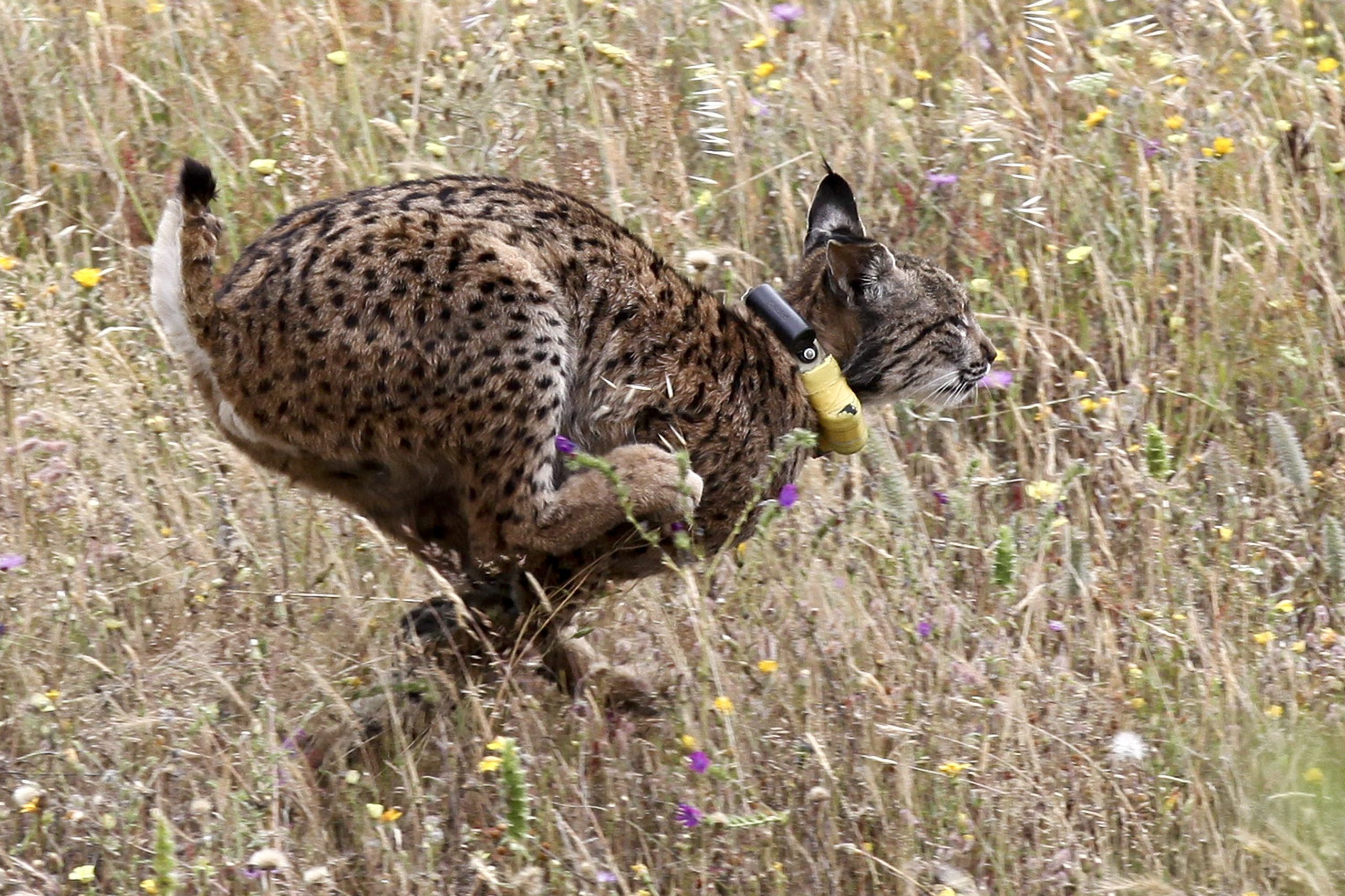 Lince-ibérico capturado em Barcelona vai ser libertado em Espanha ou em Portugal