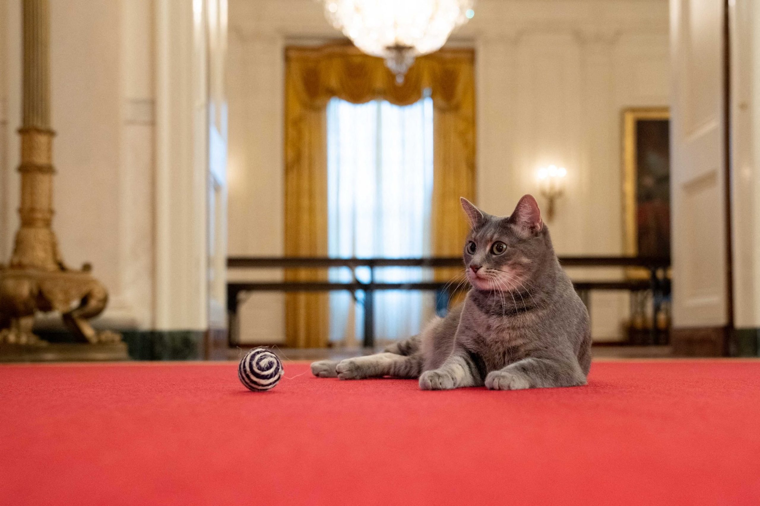 Também tem quatro patas, mas não ladra. É uma gata, chama-se Willow e é o novo animal de estimação da Casa Branca