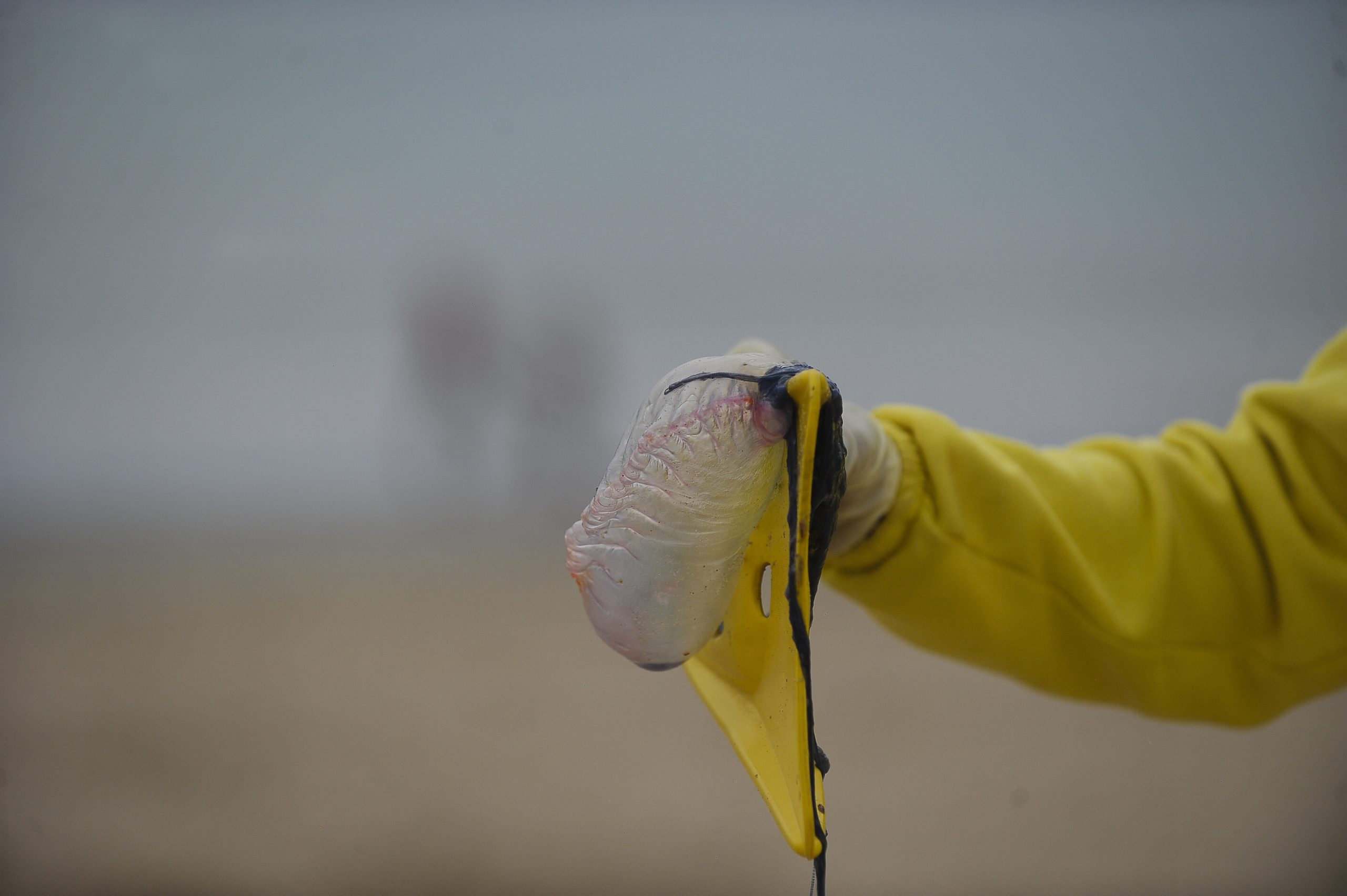 Banhos interditados nas praias de Carcavelos e São Pedro do Estoril devido à presença de medusas na água