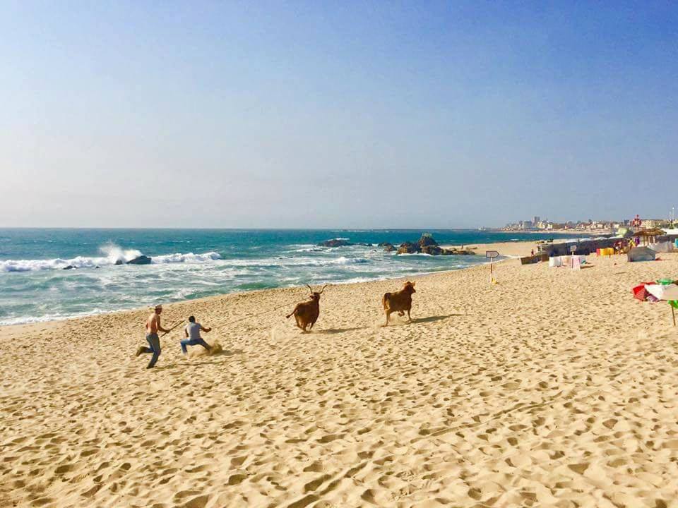 Duas vacas fogem de Feira Agrícola de Vila do Conde e causam um ferido ligeiro