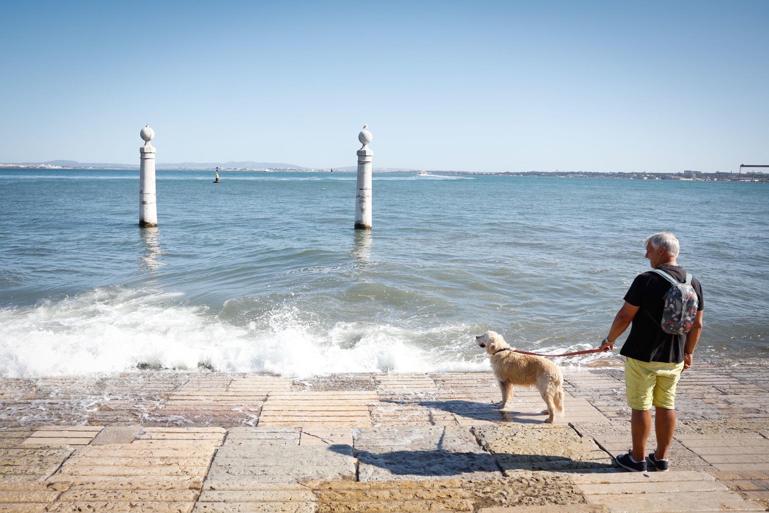 AM Lisboa defende reforço da fiscalização para combater exploração de animais