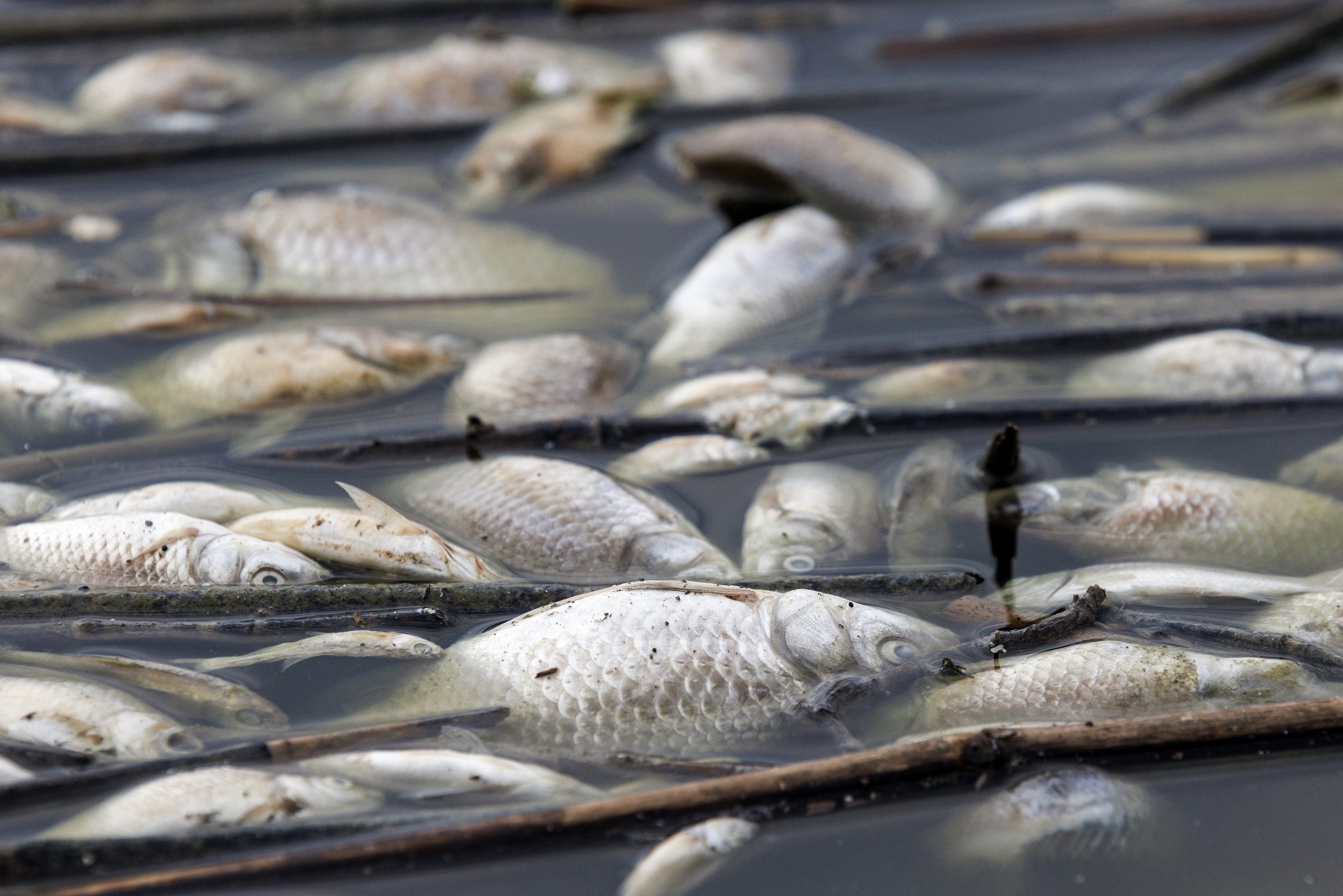Estado de emergência em cidade da Grécia por toneladas de peixes mortos
