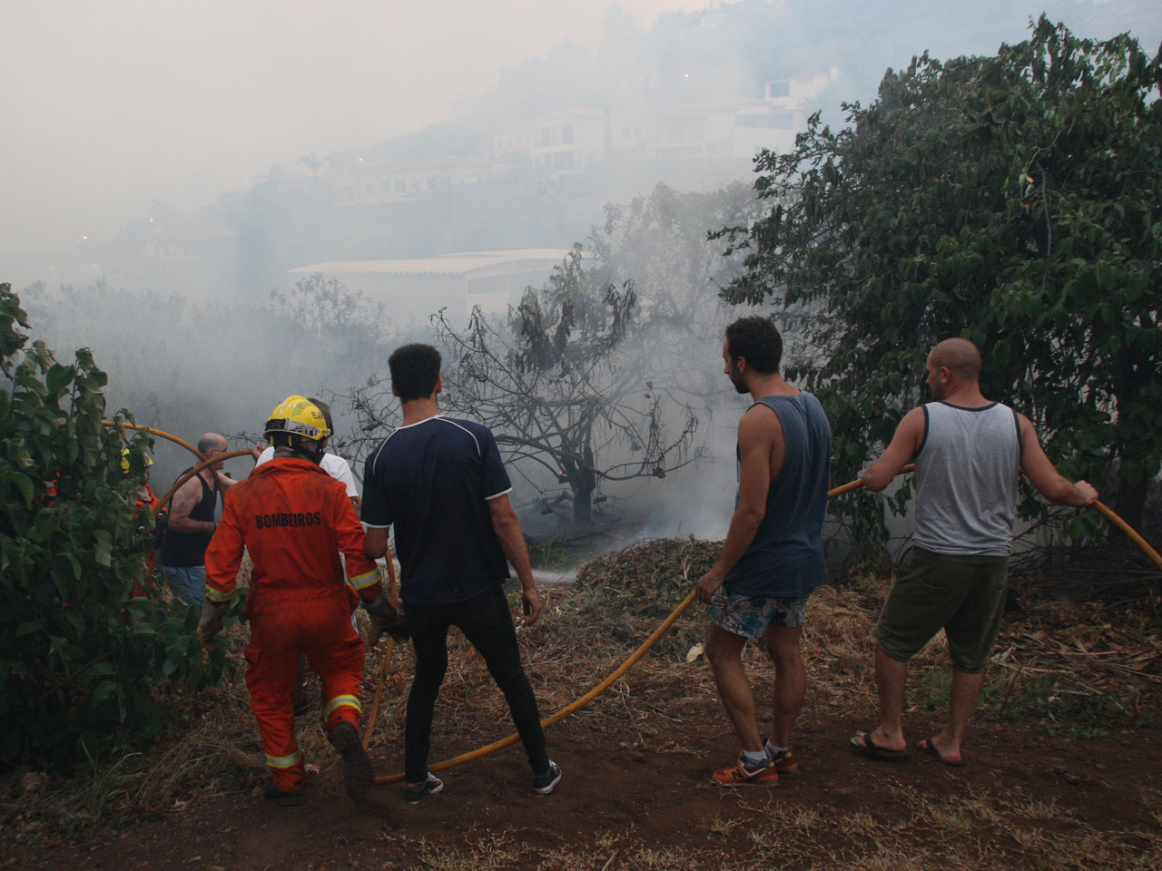 Incêndios: Há cada vez mais pedidos de limpeza de matas na Madeira