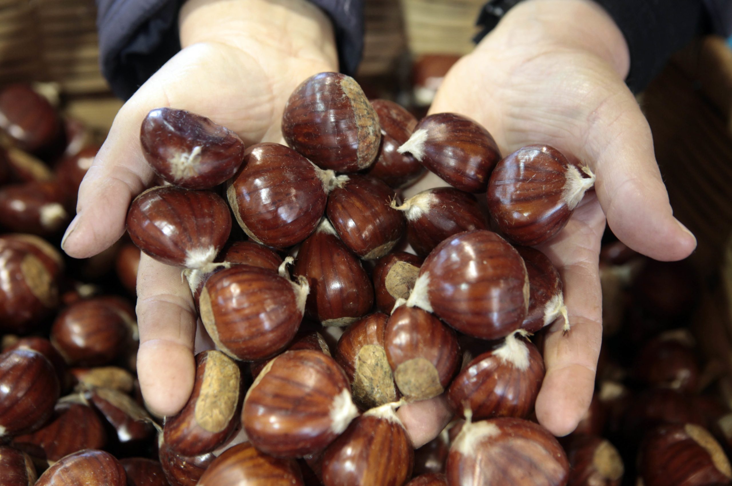 OE2021: Castanha e frutos vermelhos congelados vão ter taxa de IVA reduzida