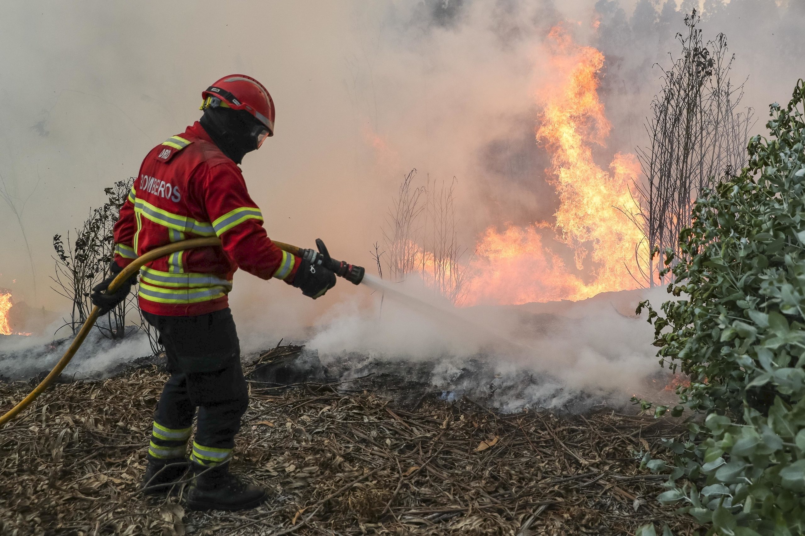 Incêndios: Mais de mil hectares ardidos e prejuízos no setor primário em Valpaços