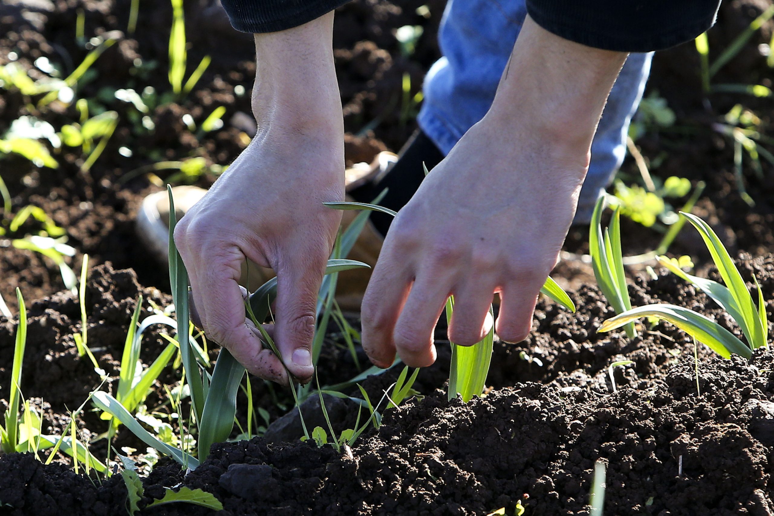 Governo paga quase 30 milhões de euros aos agricultores através do IFAP