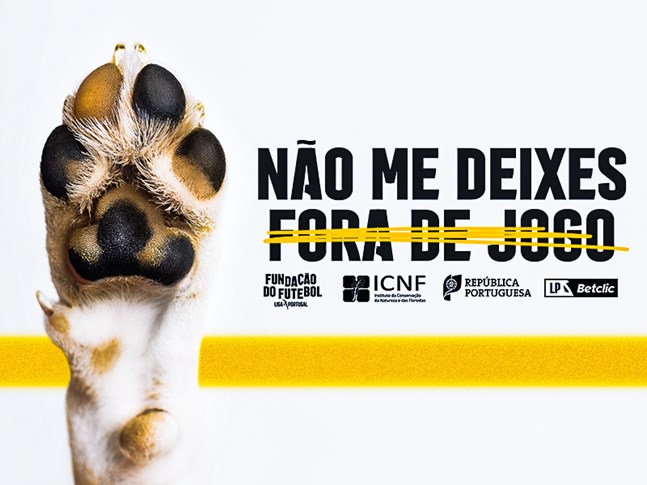 “Não me deixes fora de jogo.” Cães para adoção entram em campo antes dos jogos da I Liga