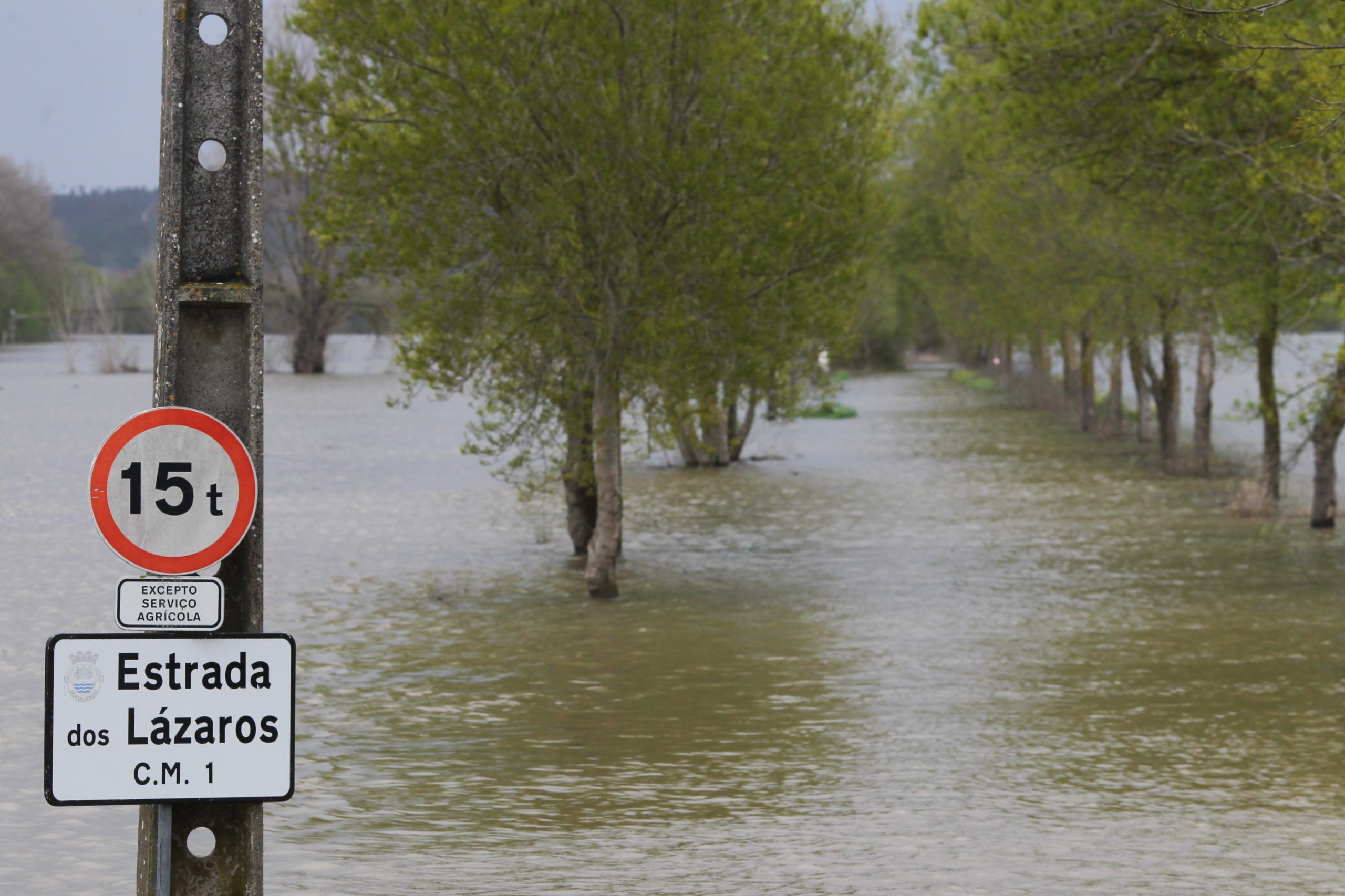 Mau tempo: Inundações e quedas de árvores em Lamego, Armamar e Resende