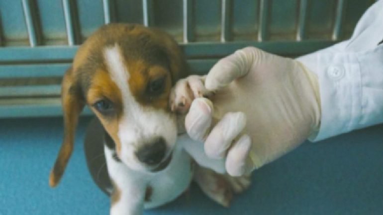 Há uma empresa chinesa a clonar cães para combater doenças cardiovasculares