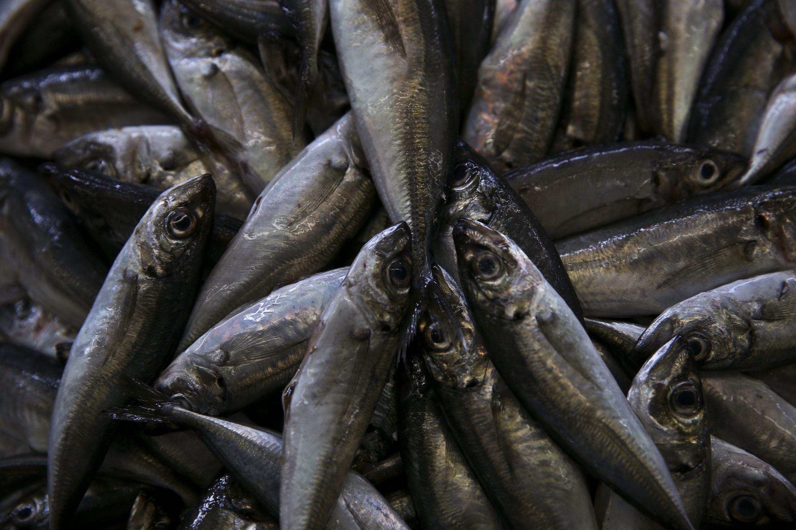 Portugal utilizou 80% da quota de carapau e pesca pode vir a encerrar