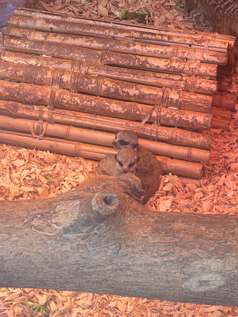 Nasceram “Timons” em Gaia. Zoo Santo Inácio dá as boas-vindas a três suricatas