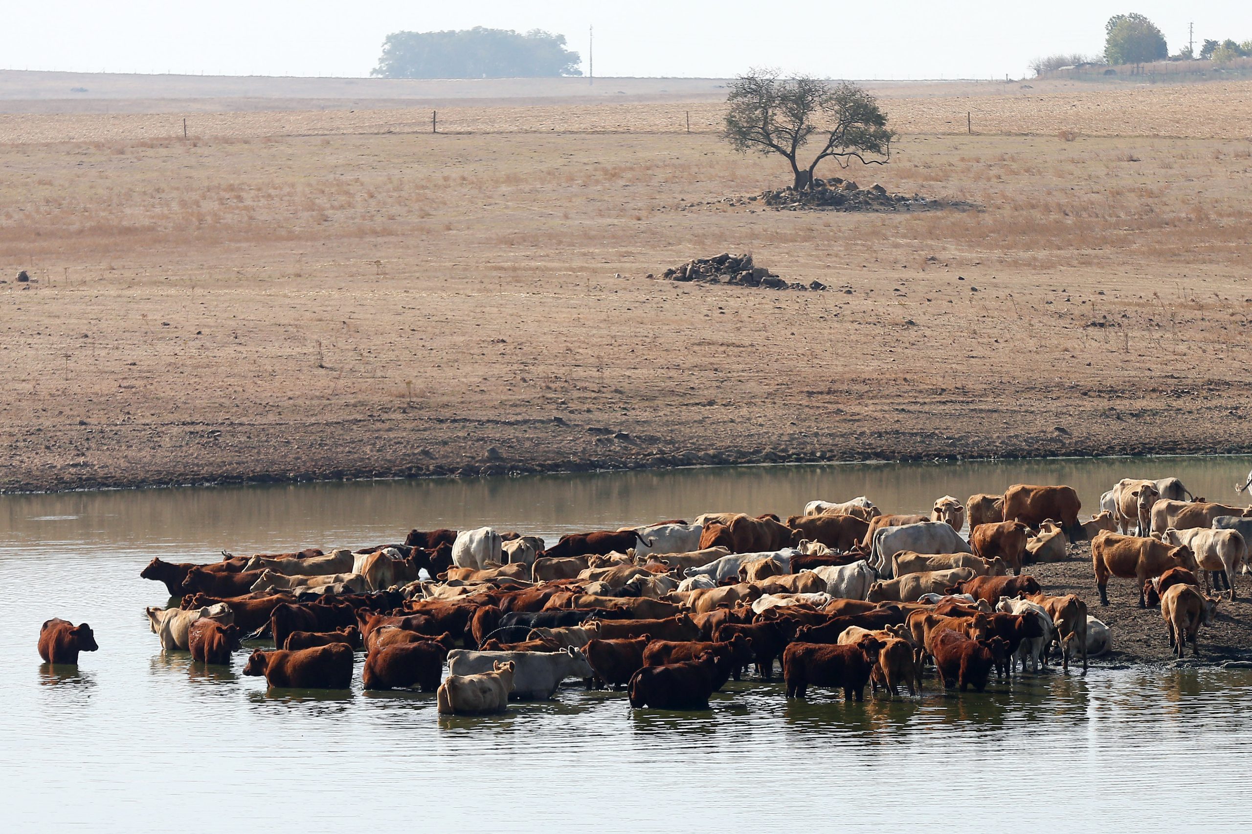 Ministério da Agricultura avança com apoio à alimentação animal na próxima semana devido à seca