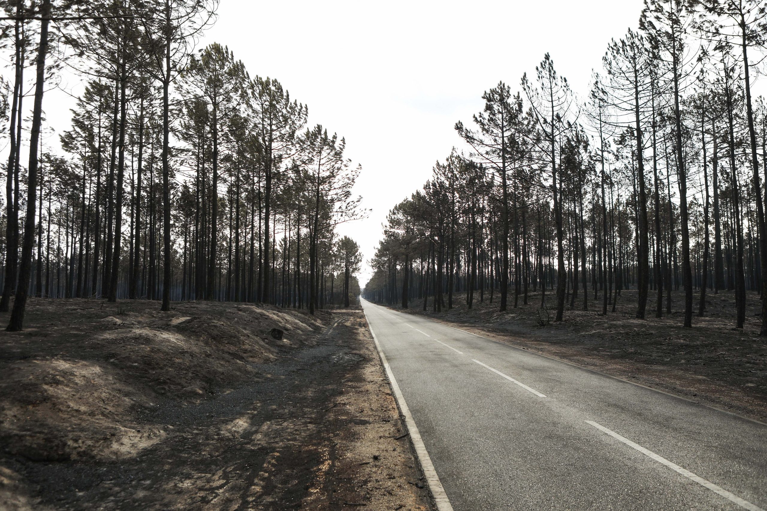 Monumento na Marinha Grande vai perpetuar incêndio que destruiu Pinhal de Leiria