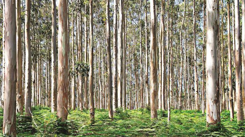 Ministro da Agricultura diz que reforma florestal “é para uma geração”