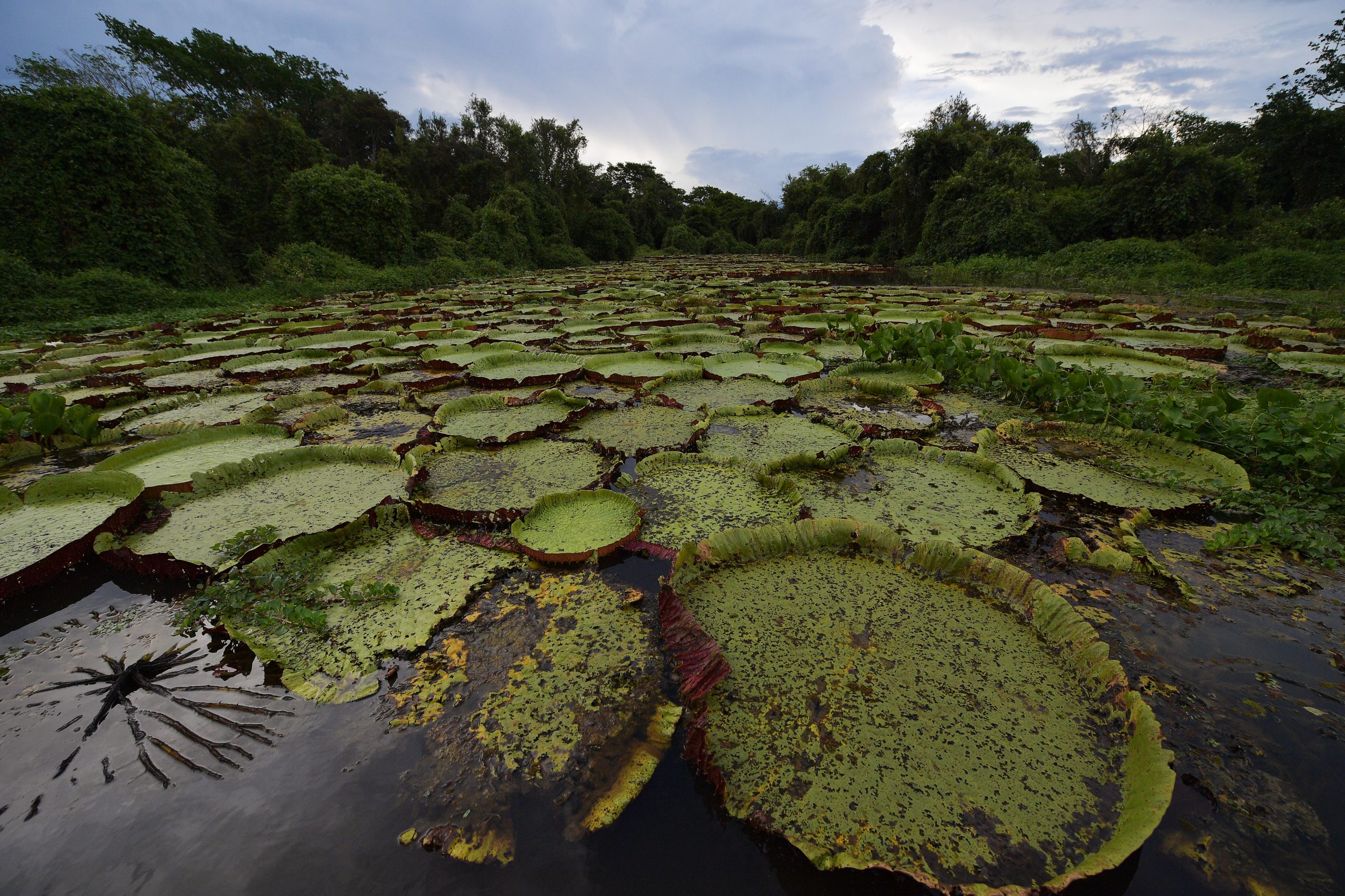 Pesticidas são responsáveis pela crise da biodiversidade