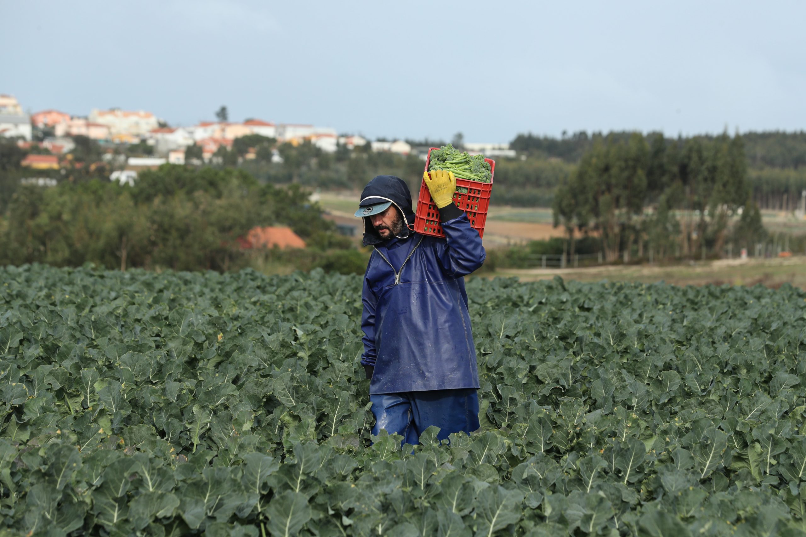 Seca: Horticultores da região Oeste já regam culturas nesta altura do ano